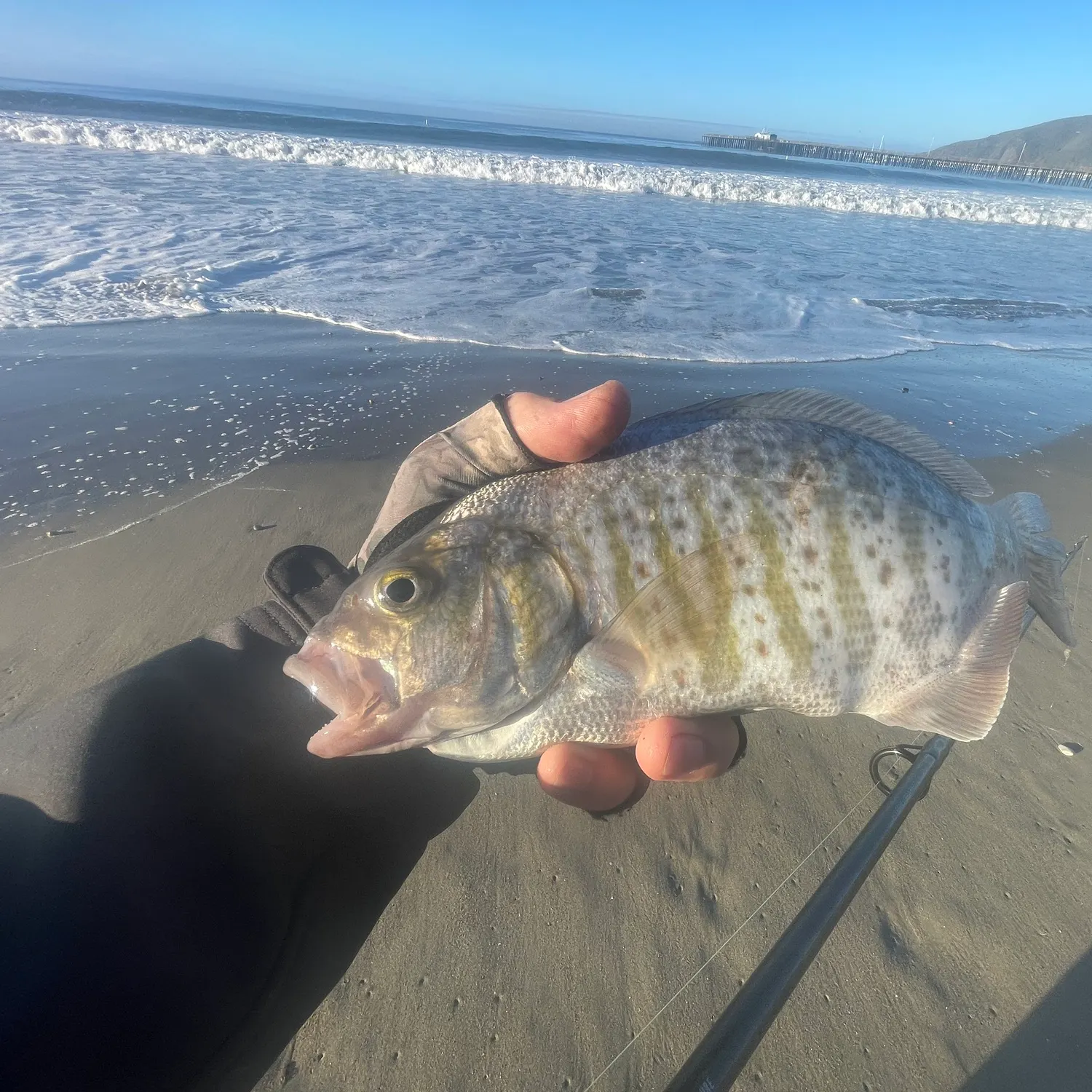Barred surfperch caught on Fishbrain