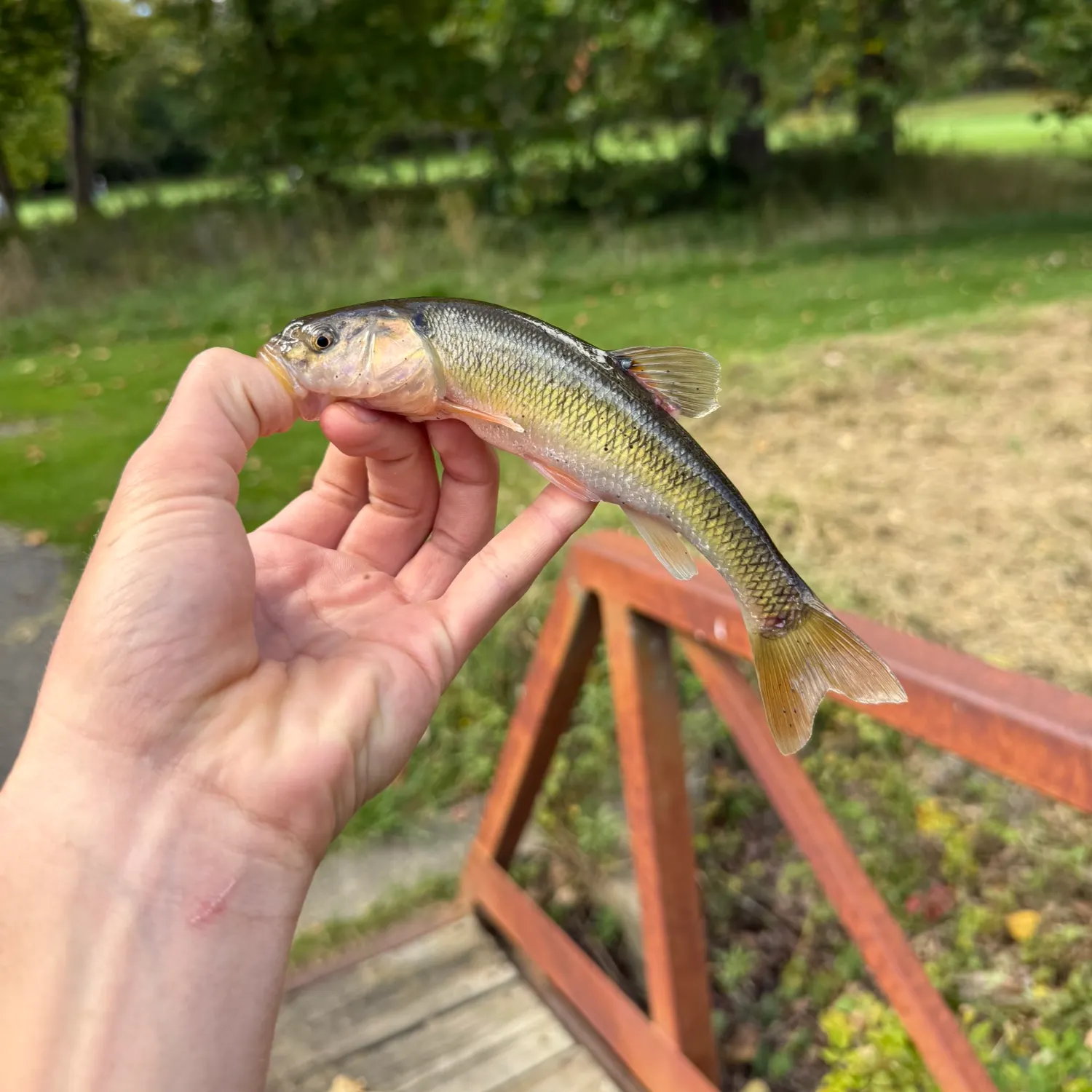 Creek chub caught on Fishbrain