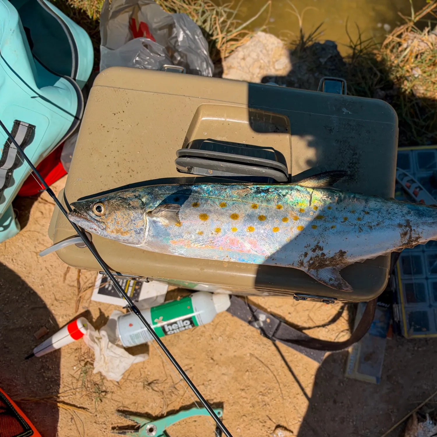 Spanish mackerel caught on Fishbrain