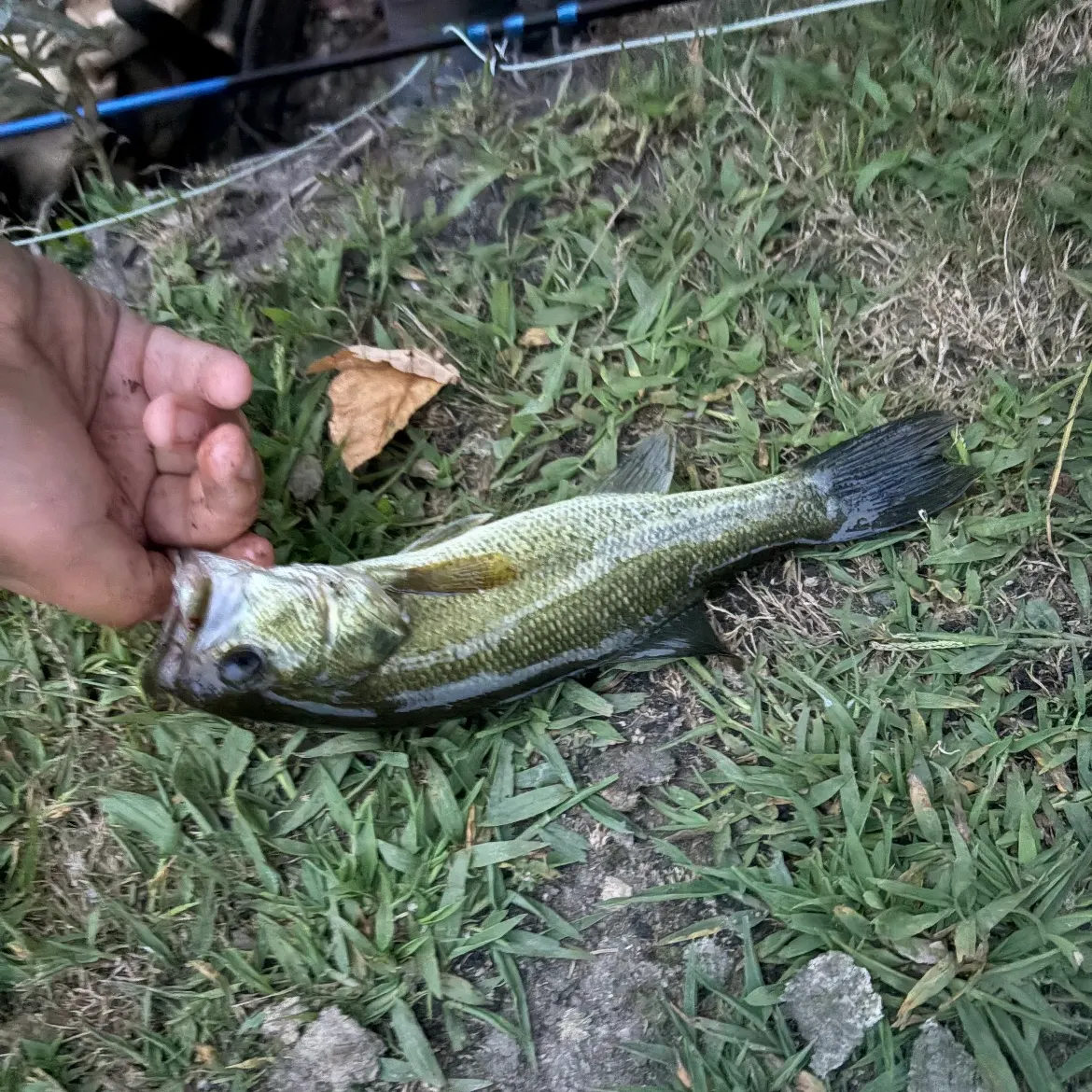 Smallmouth bass caught on Fishbrain