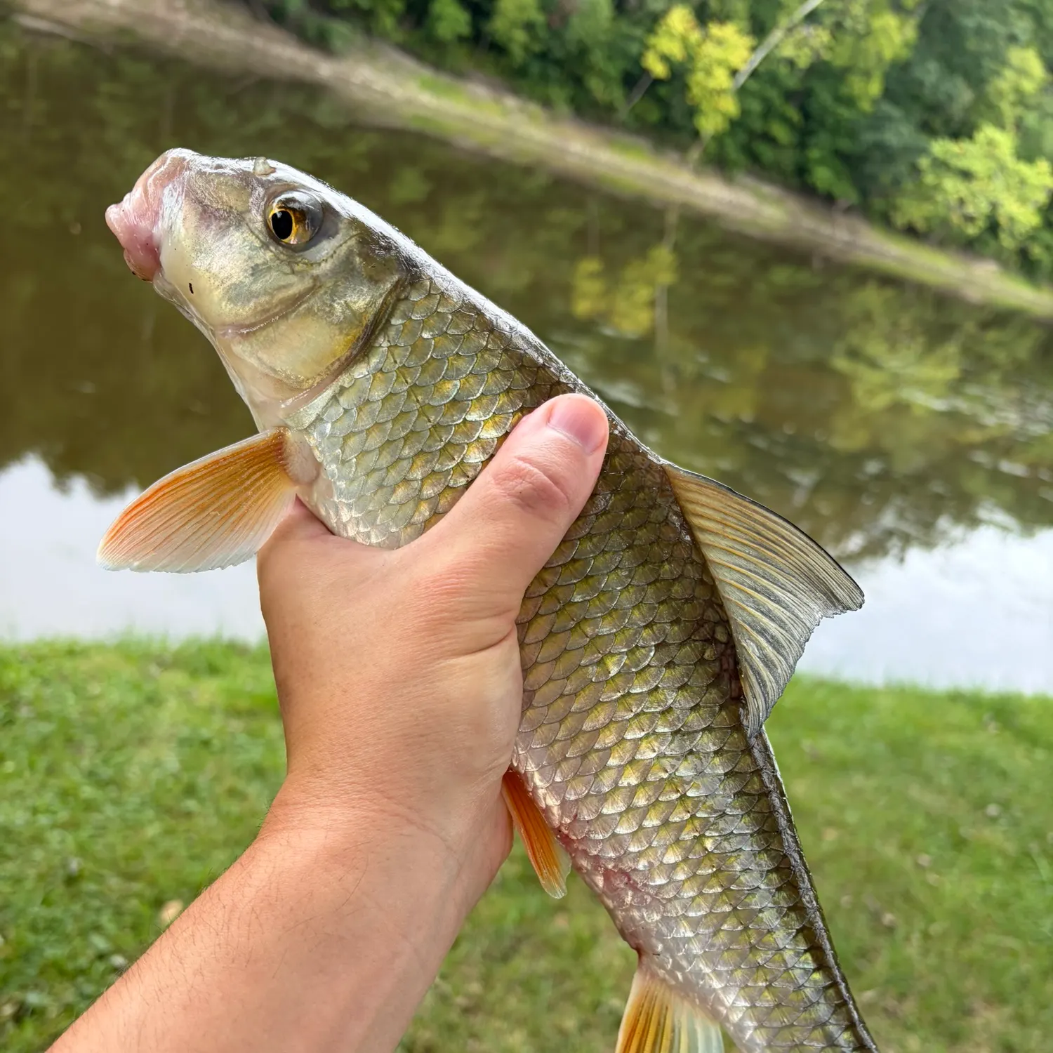 Golden redhorse caught on Fishbrain
