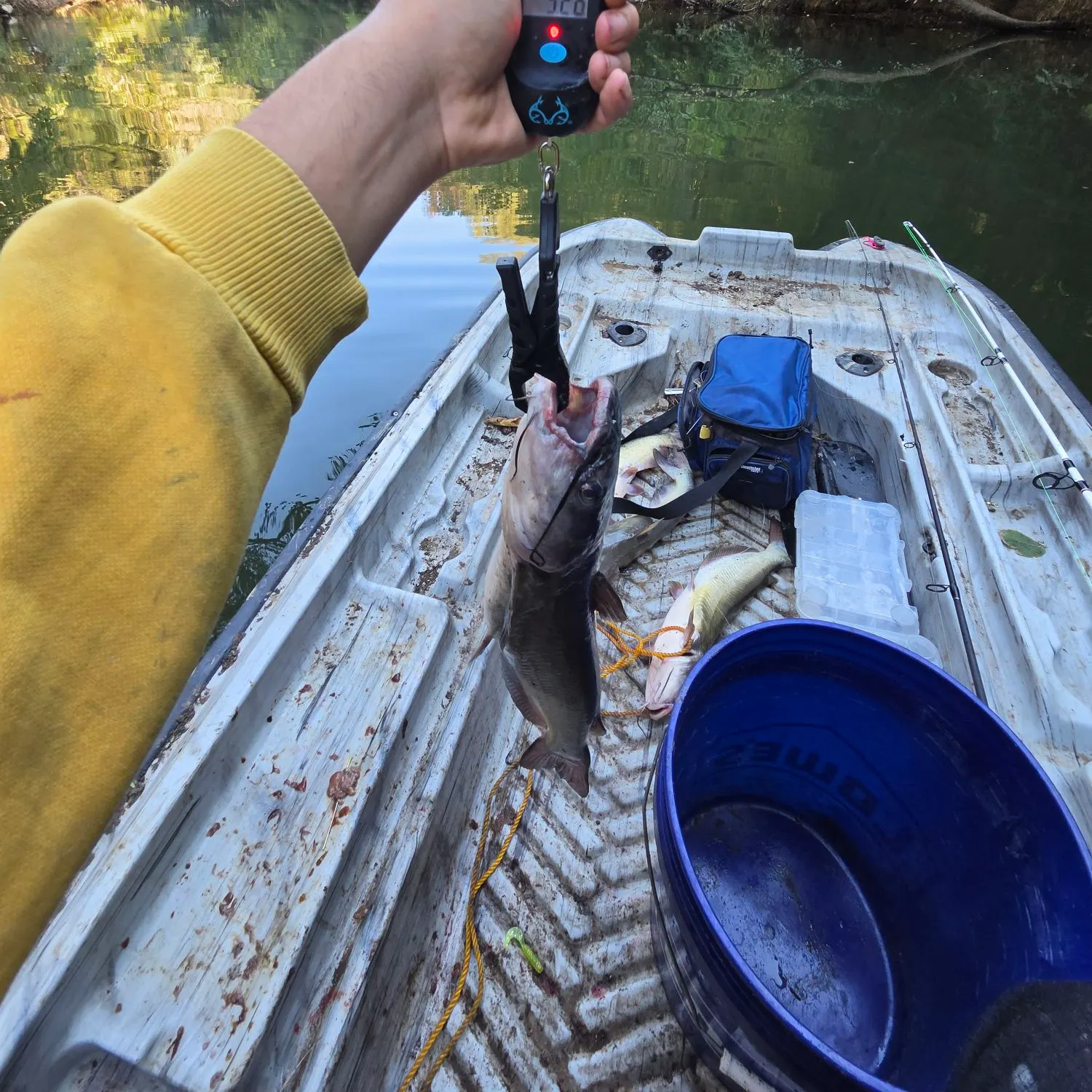 Channel catfish caught on Fishbrain