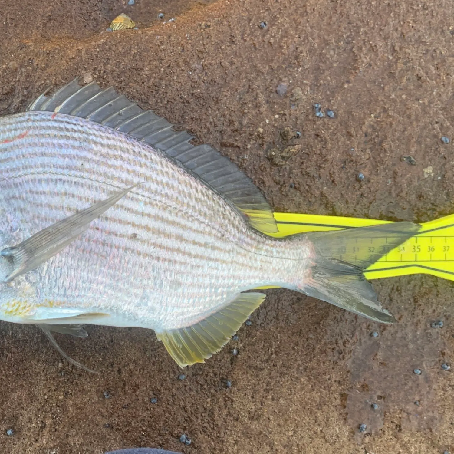 angler catch