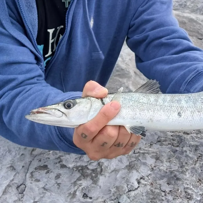 The most recent Great barracuda catches on Fishbrain