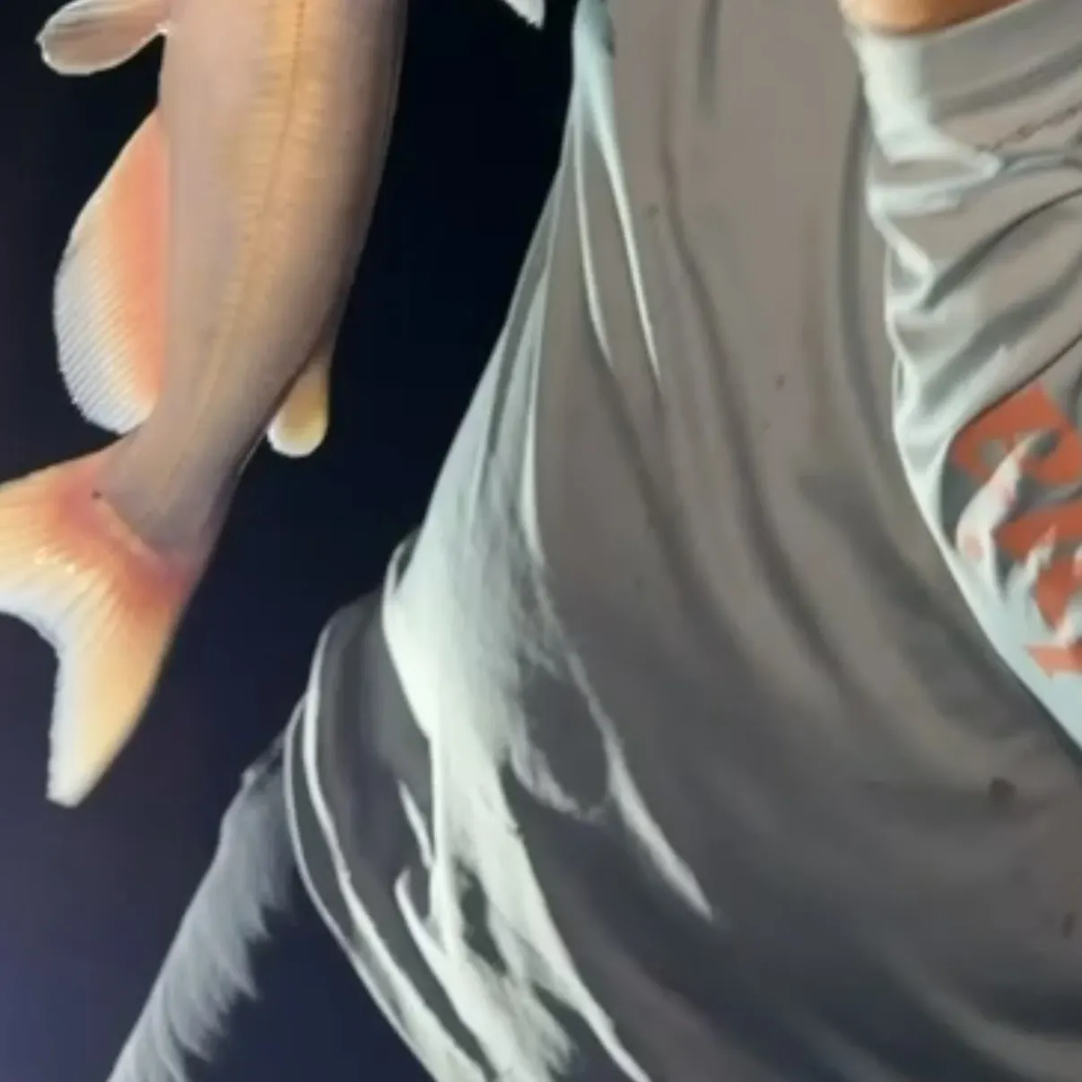 Channel catfish caught on Fishbrain