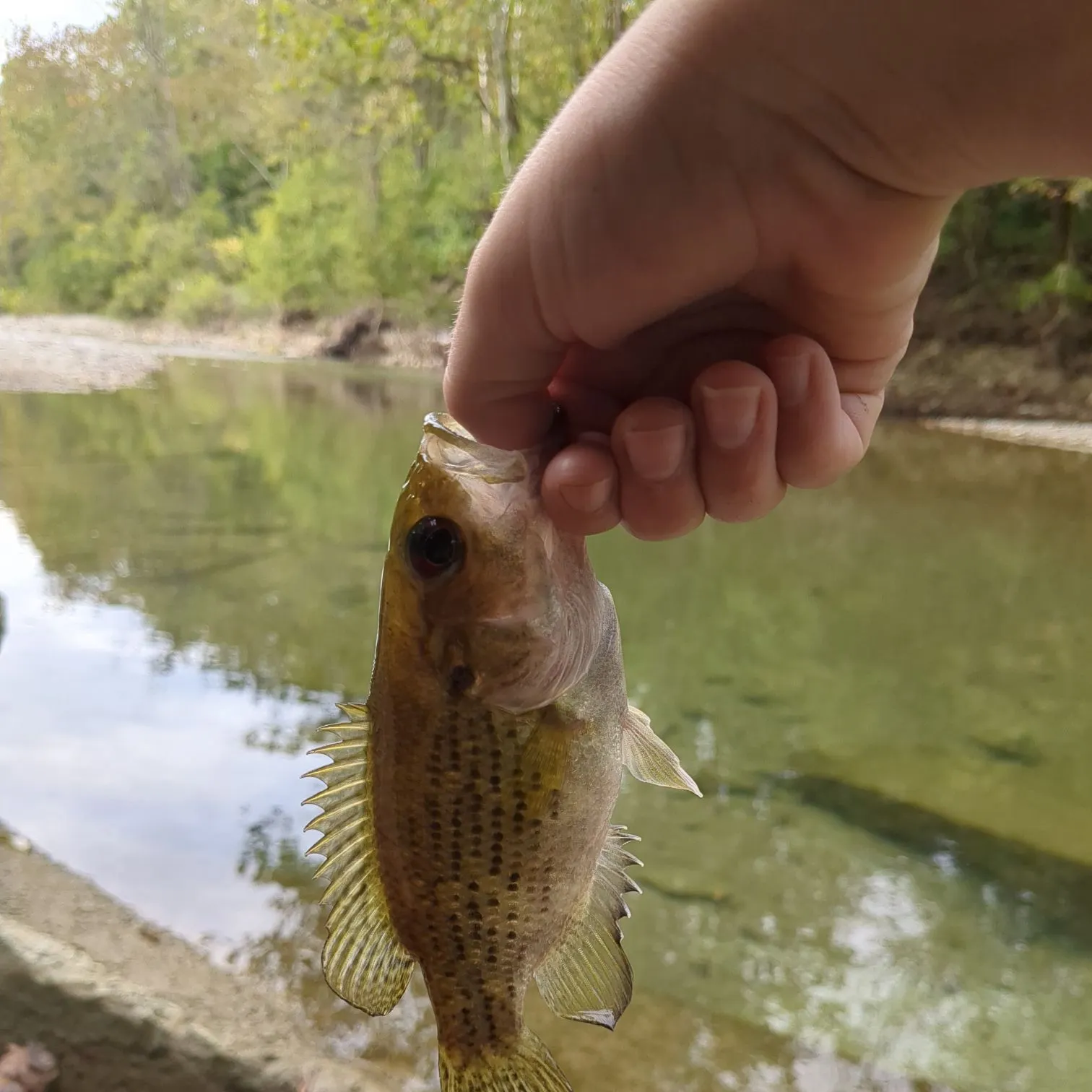 Rock bass caught on Fishbrain