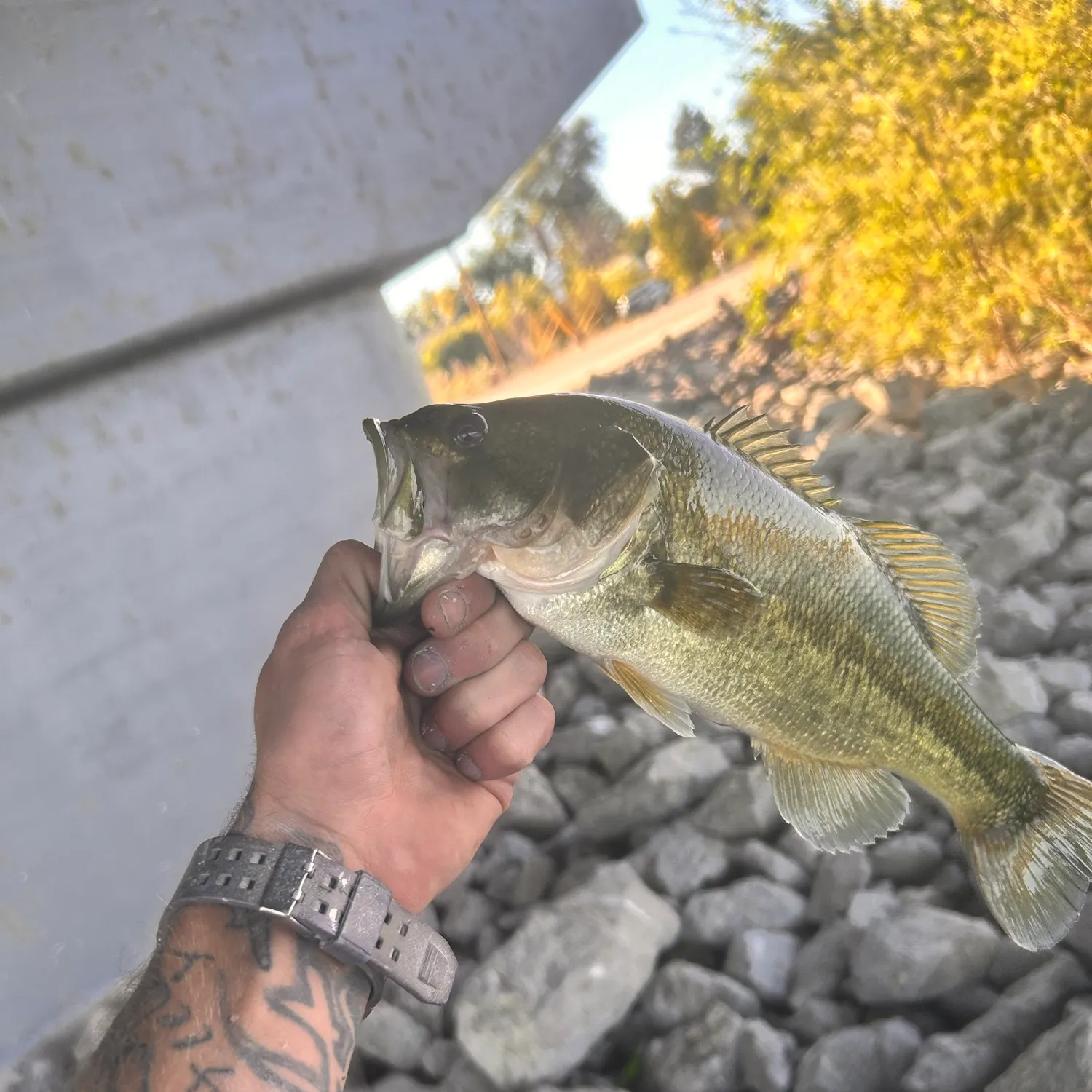 catch