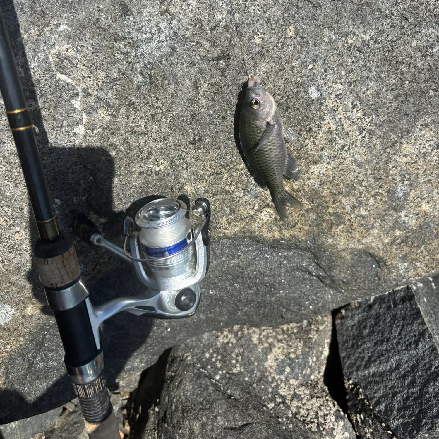 The most recent Blacksmith catches on Fishbrain