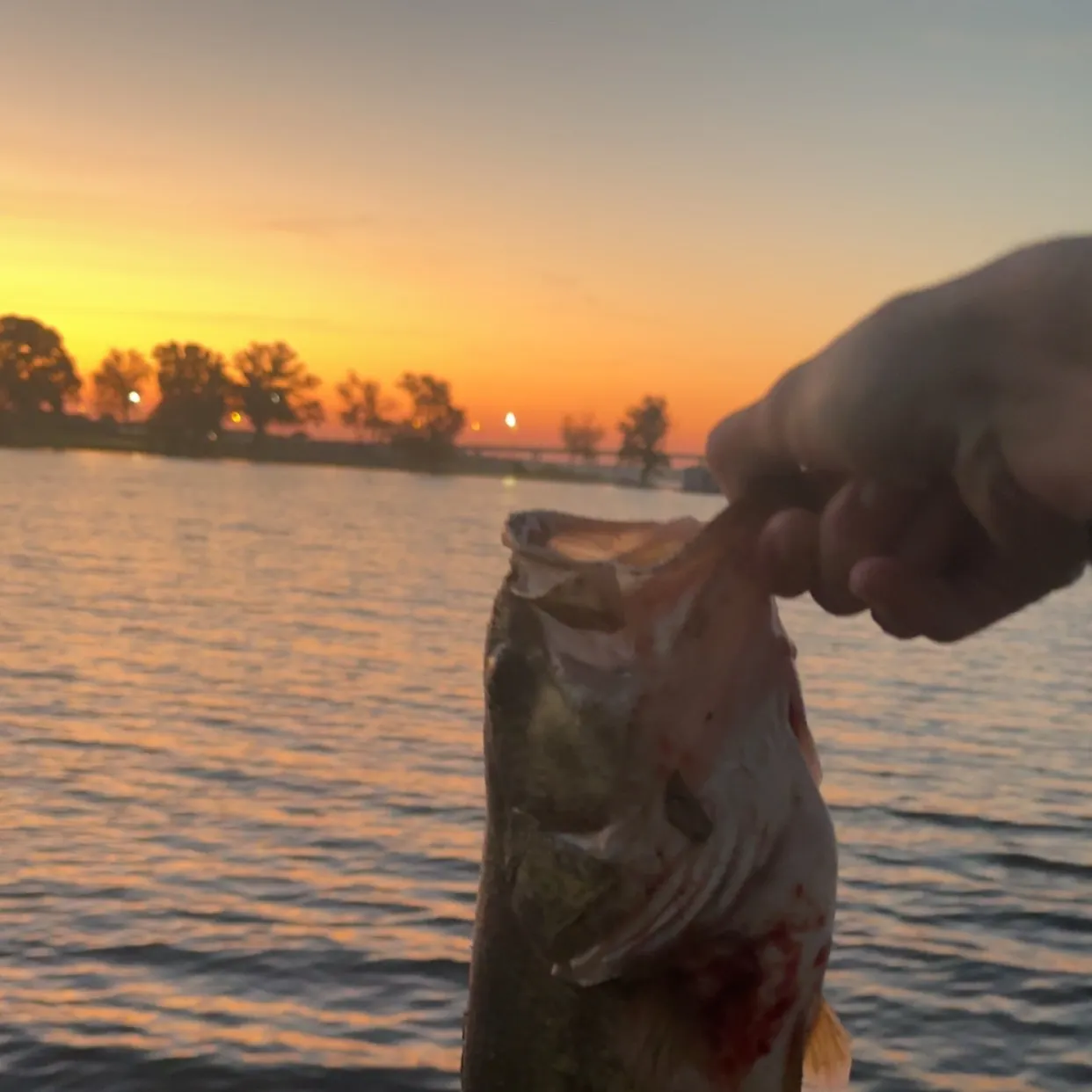 Largemouth bass caught on Fishbrain