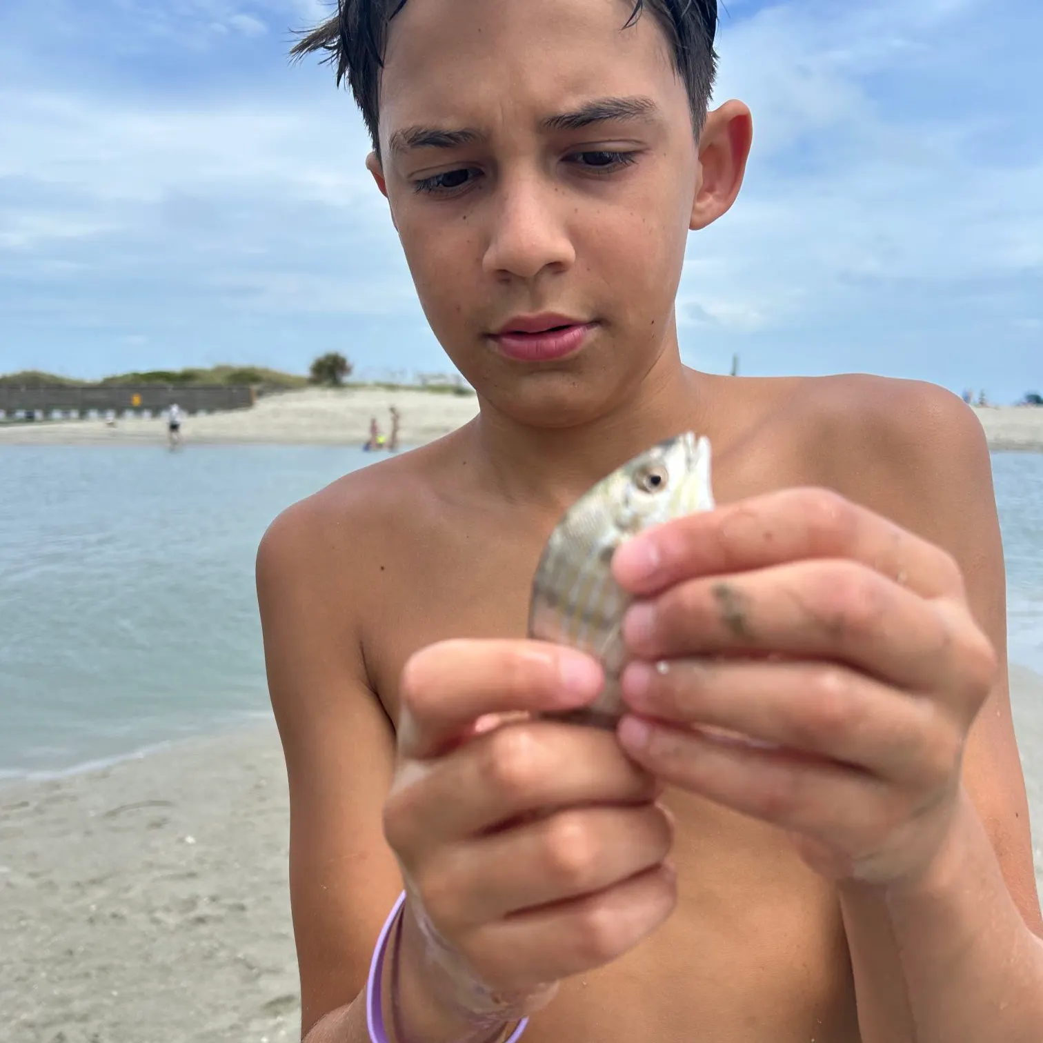 Pinfish caught on Fishbrain
