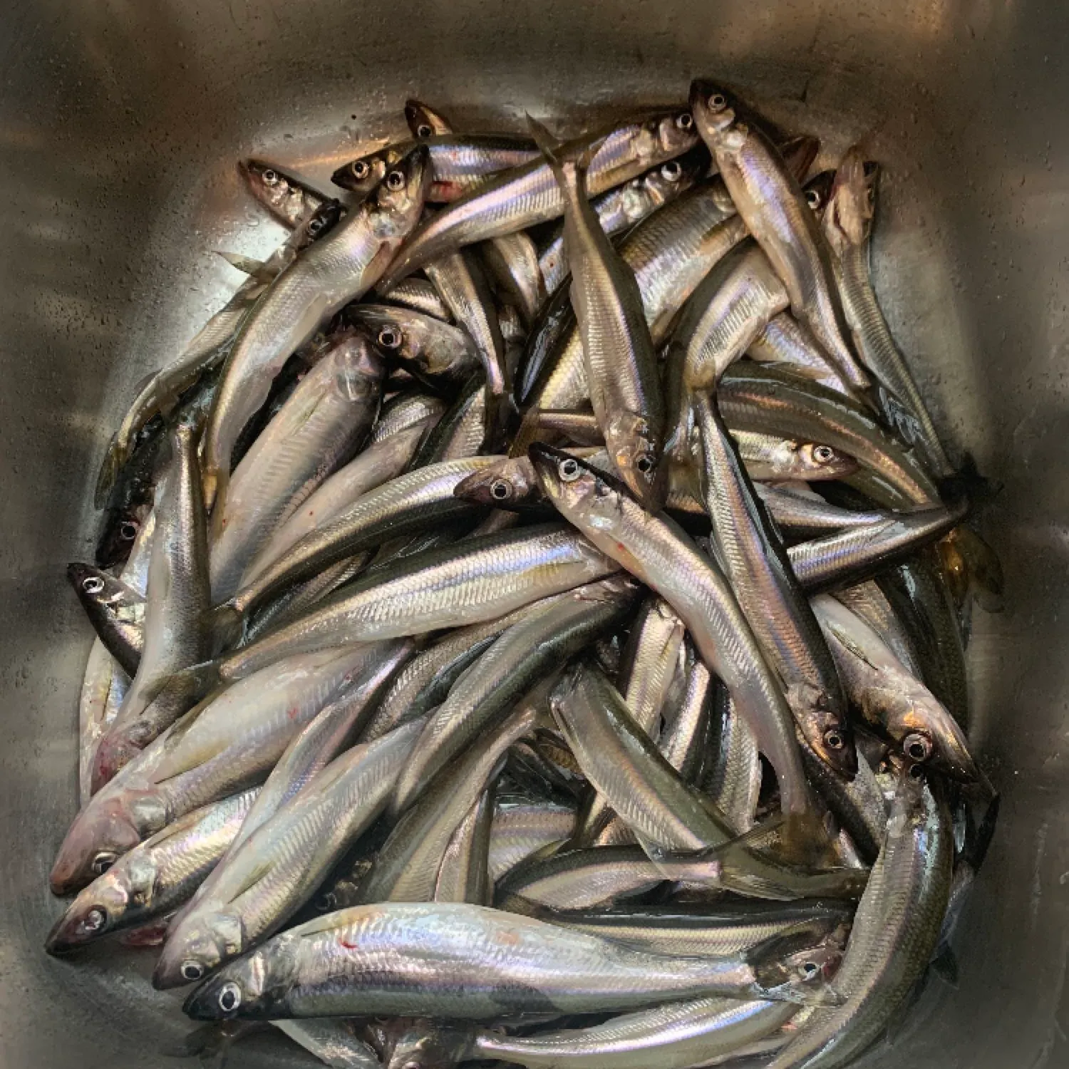 Surf smelt caught on Fishbrain