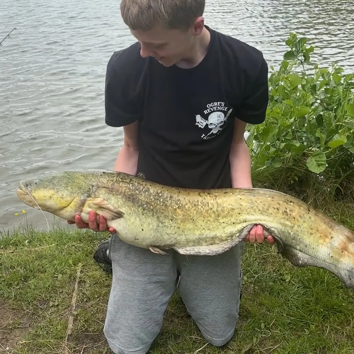 Wels catfish caught on Fishbrain