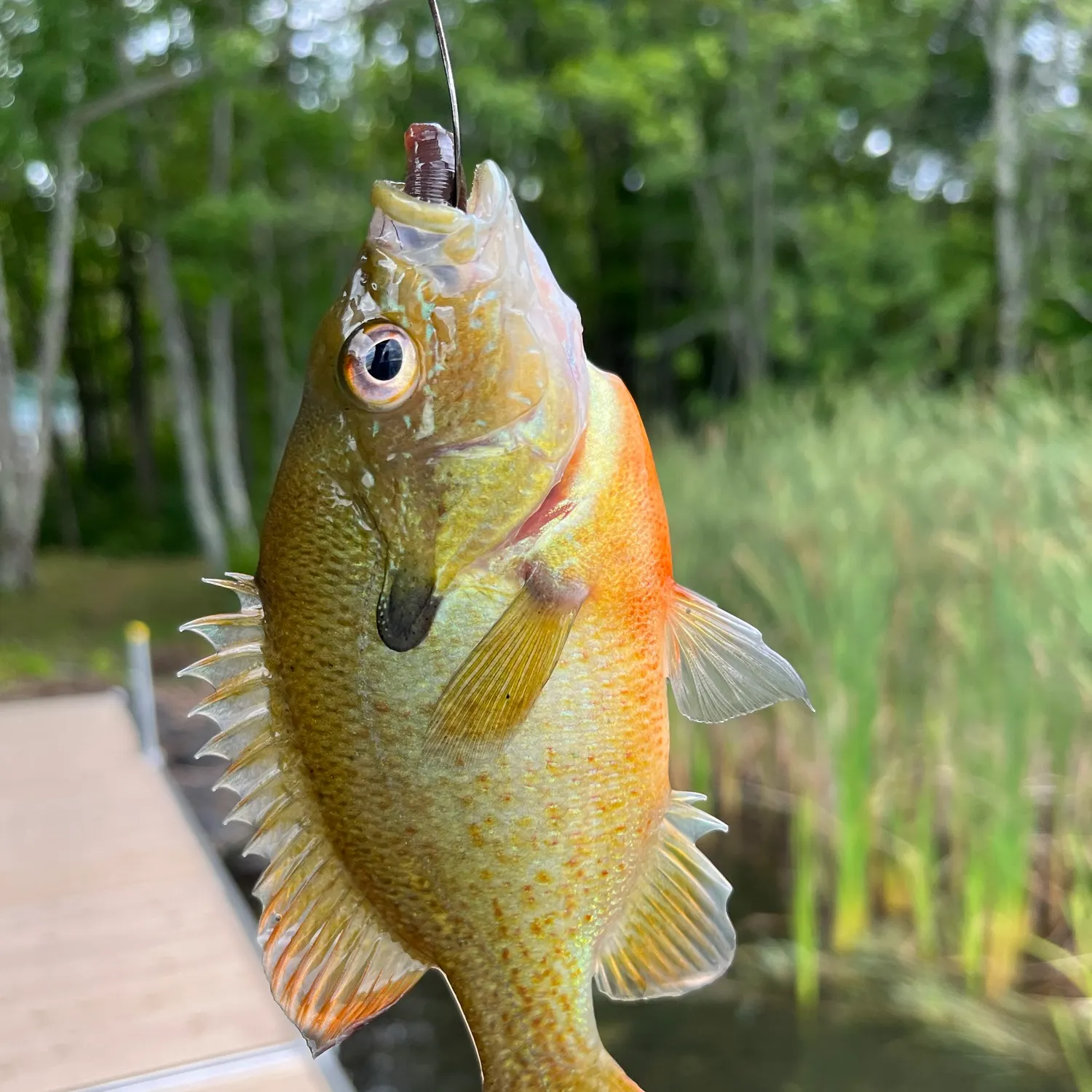 Redbreast sunfish caught on Fishbrain