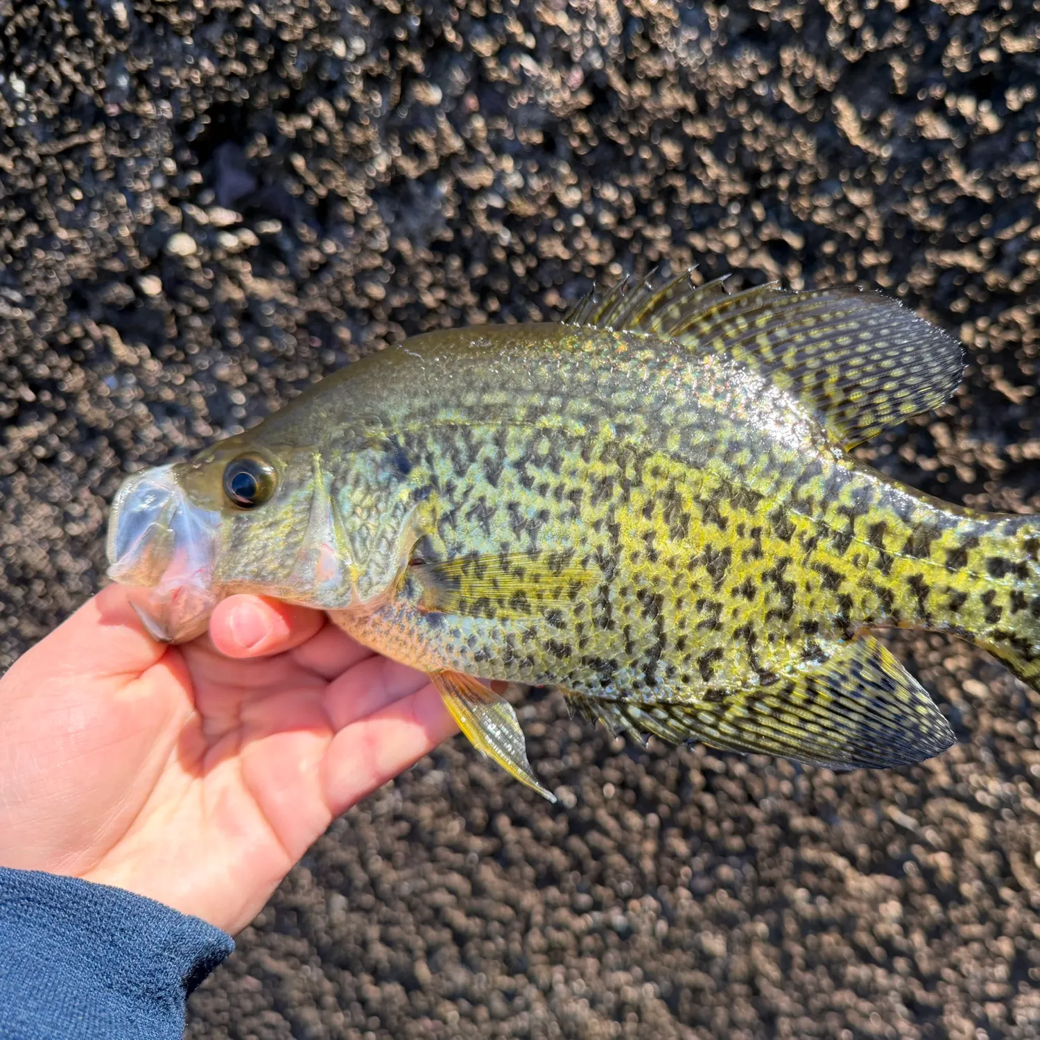 Black crappie caught on Fishbrain