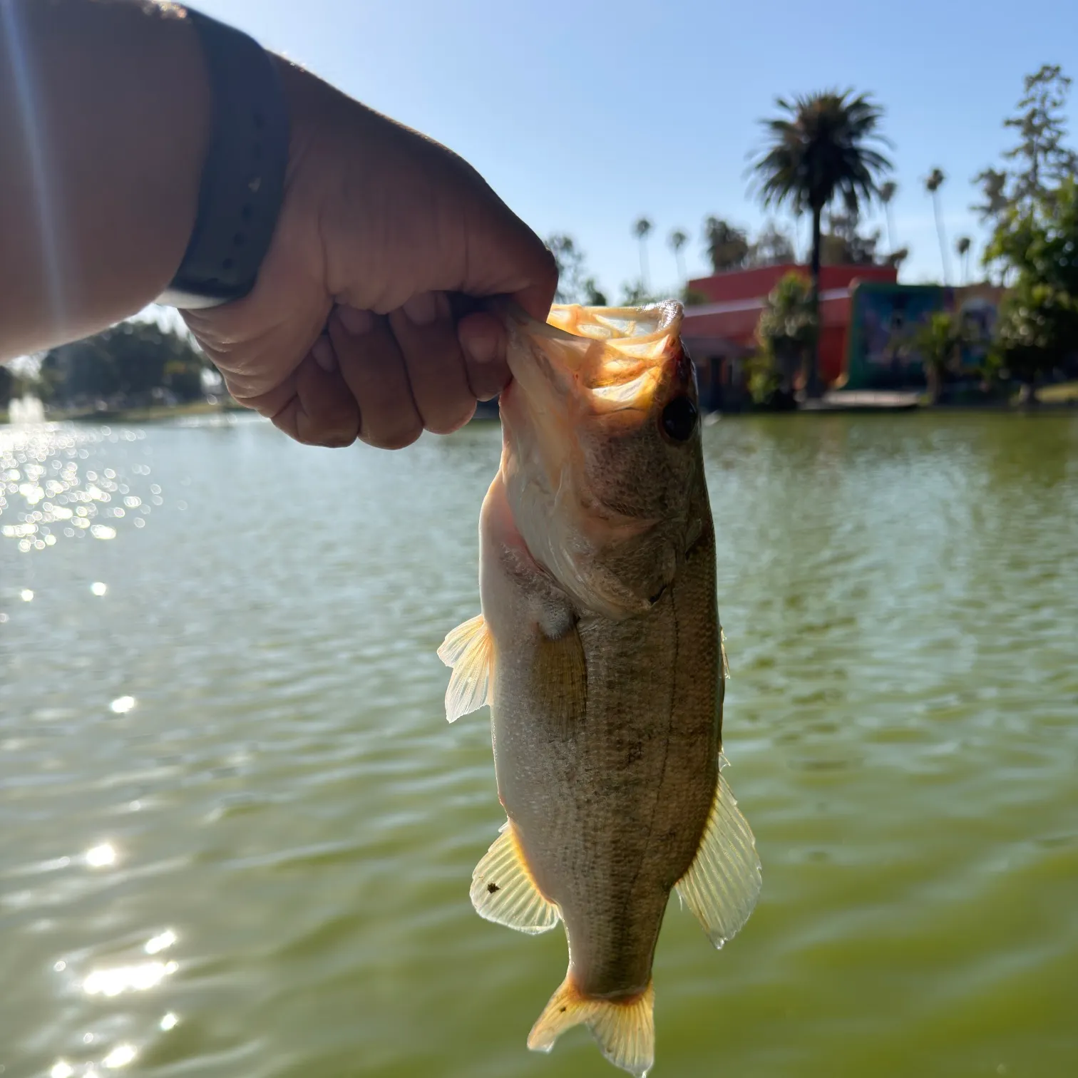 catch