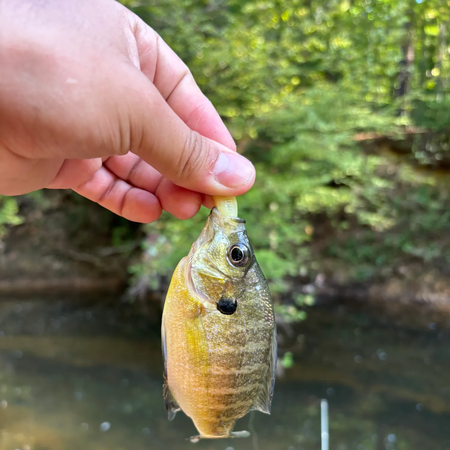 Bluegill caught on Fishbrain