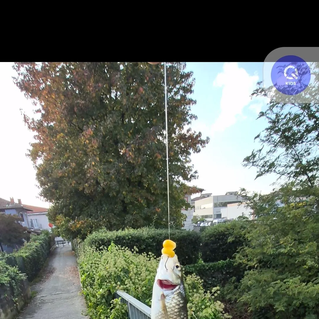 Fish caught on Fishbrain