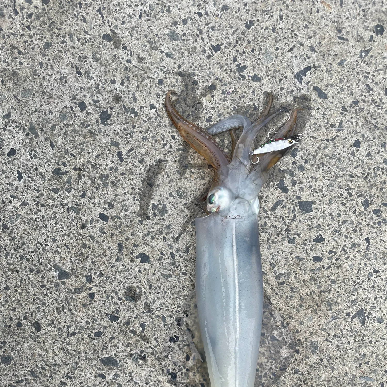 The most recent Gould's squid catches on Fishbrain