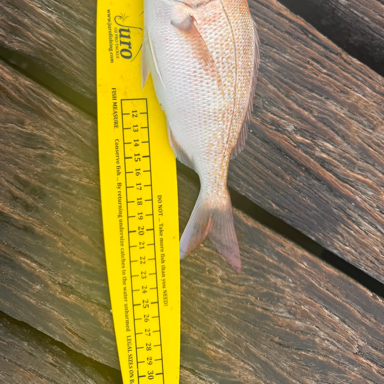 The most recent Australasian snapper catches on Fishbrain