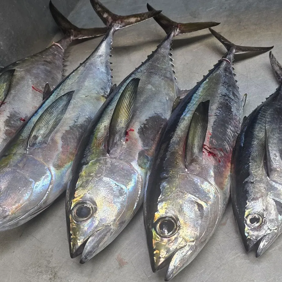 The most recent Blackfin tuna catches on Fishbrain
