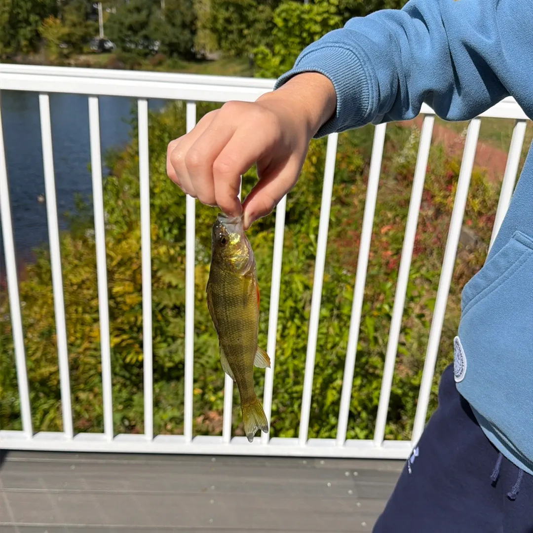 Yellow perch caught on Fishbrain