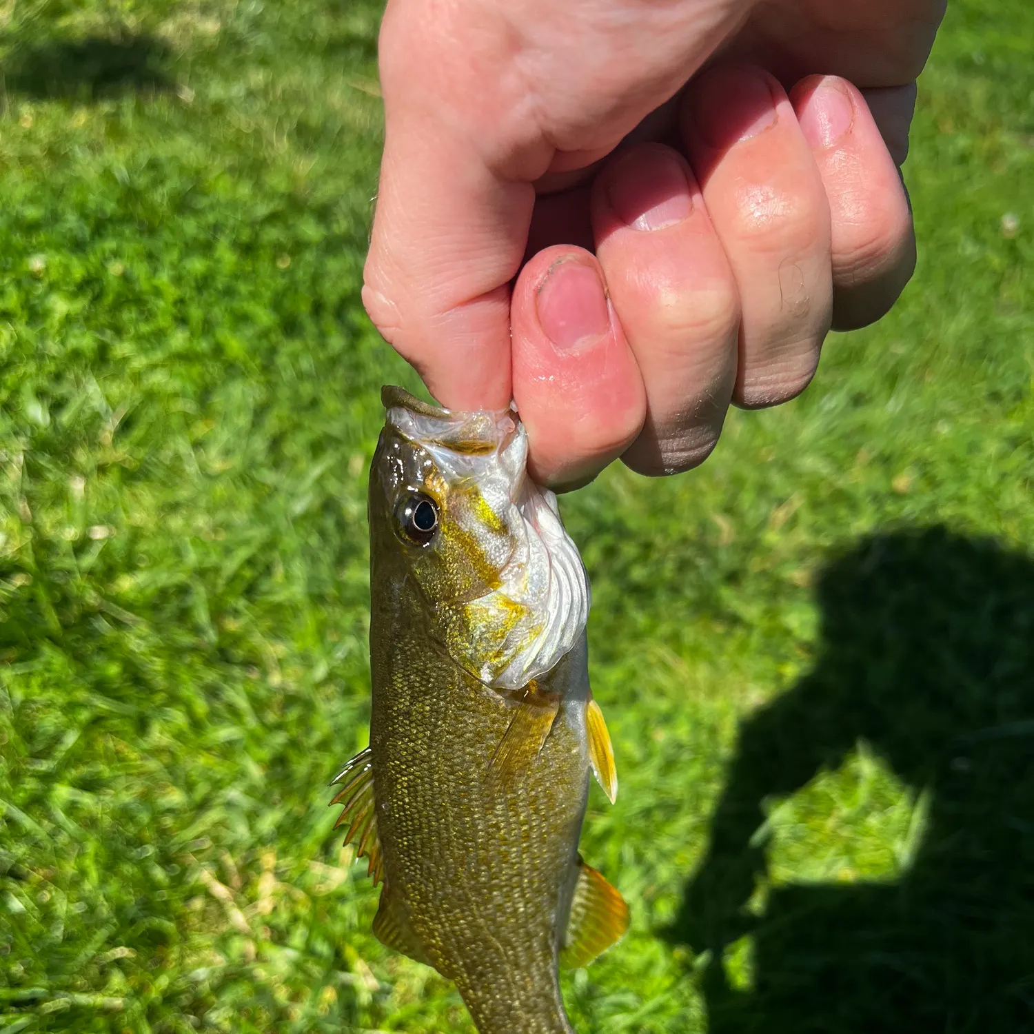 Smallmouth bass caught on Fishbrain