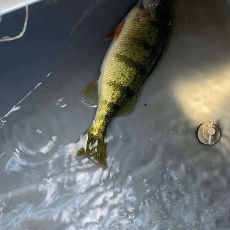 Yellow perch caught on Fishbrain