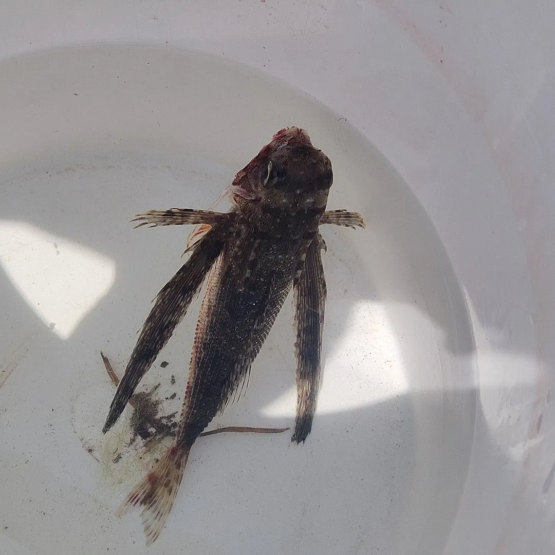 The most recent Flying gurnard catches on Fishbrain