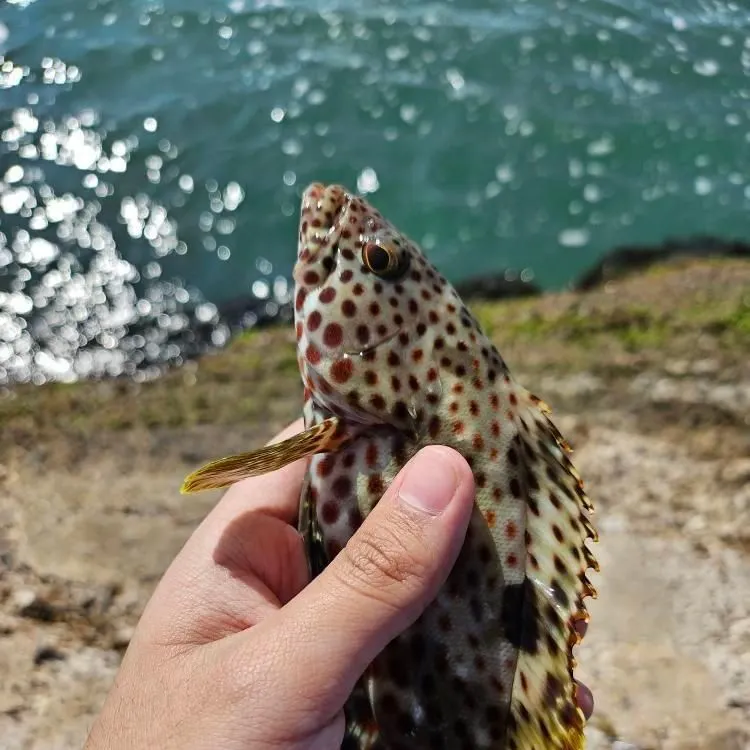The most recent Orange-spotted grouper catches on Fishbrain
