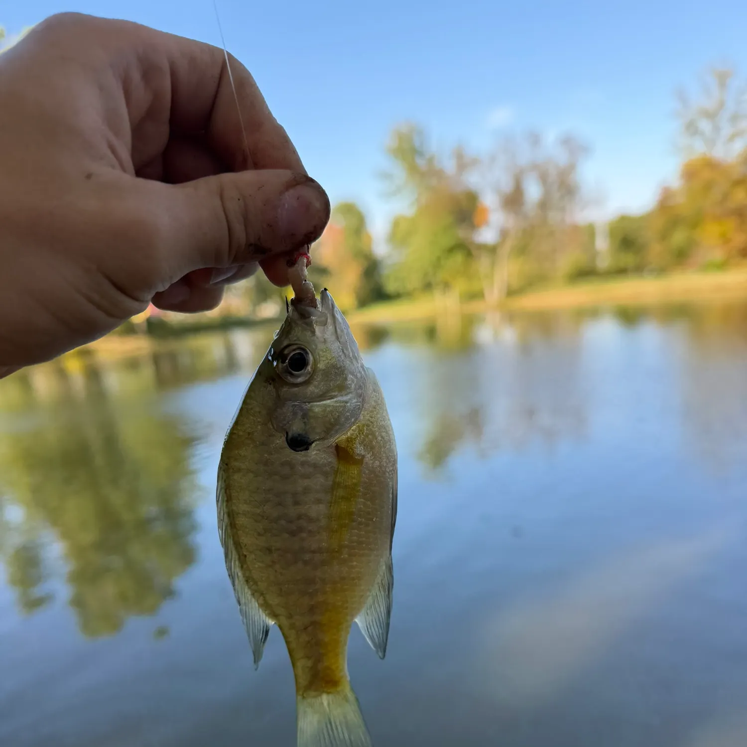 Bluegill caught on Fishbrain