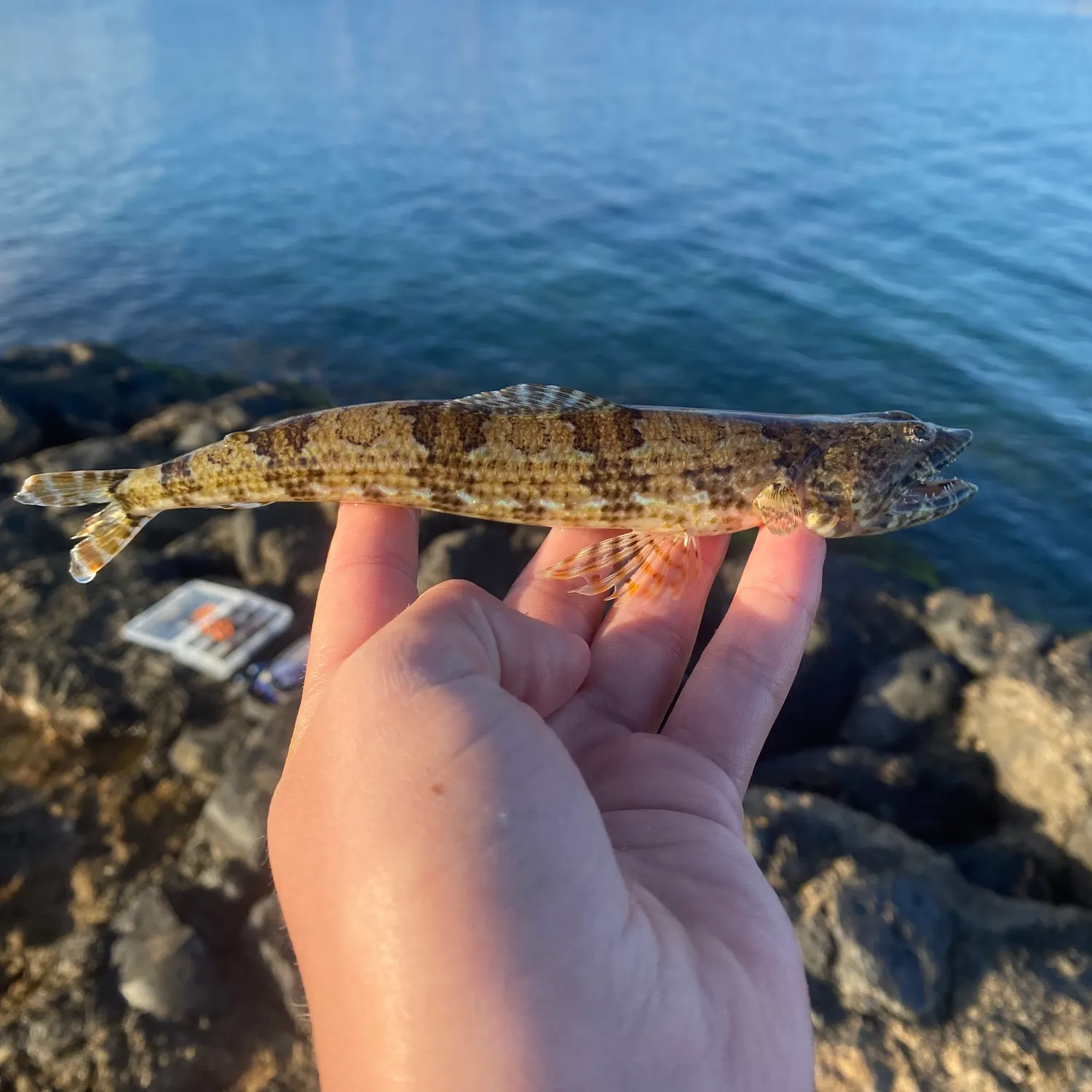 The most recent Sand diver catches on Fishbrain