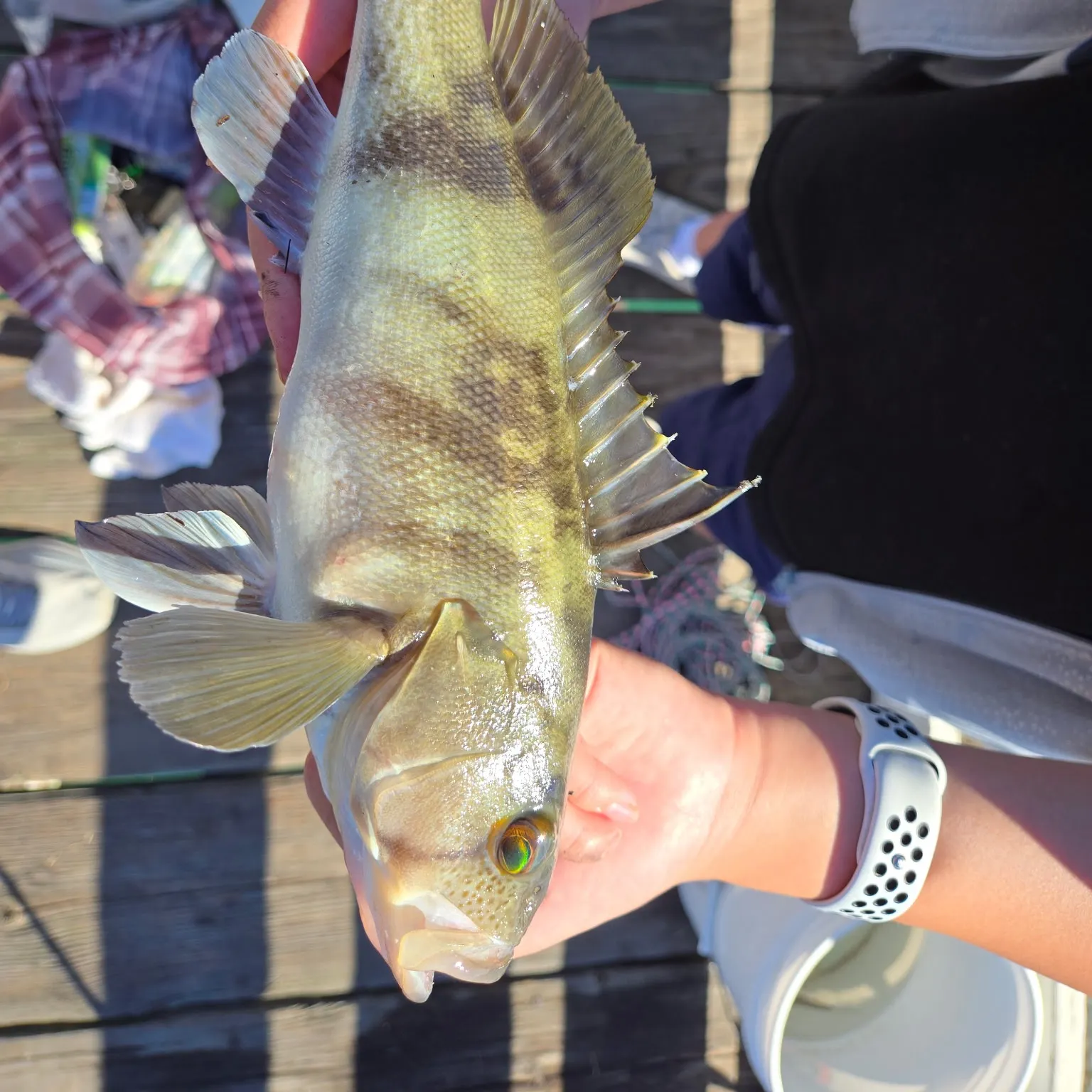 recently logged catches