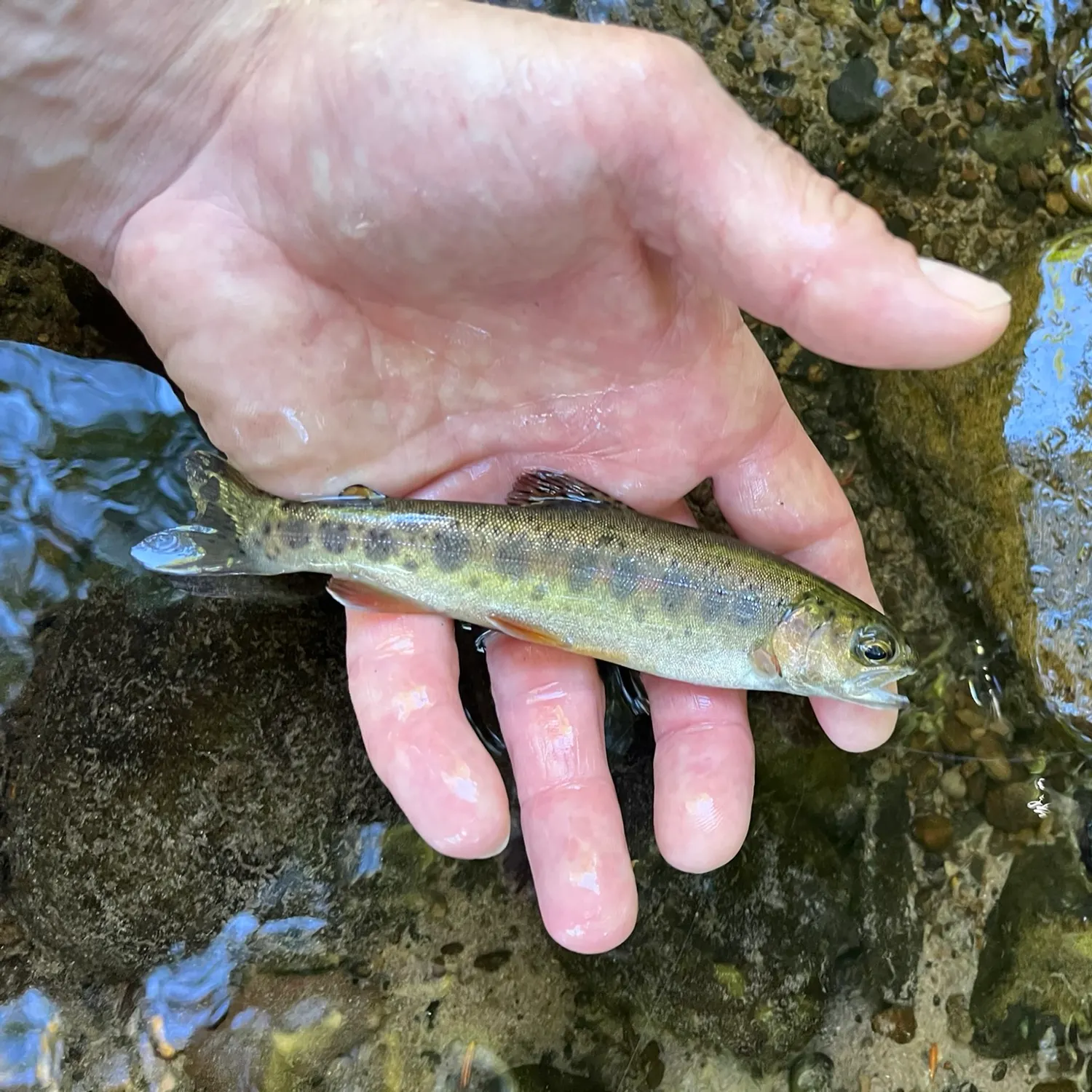 Rainbow trout caught on Fishbrain
