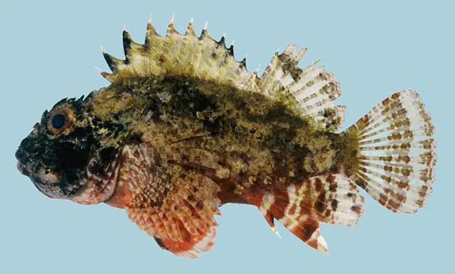 Golden scorpionfish