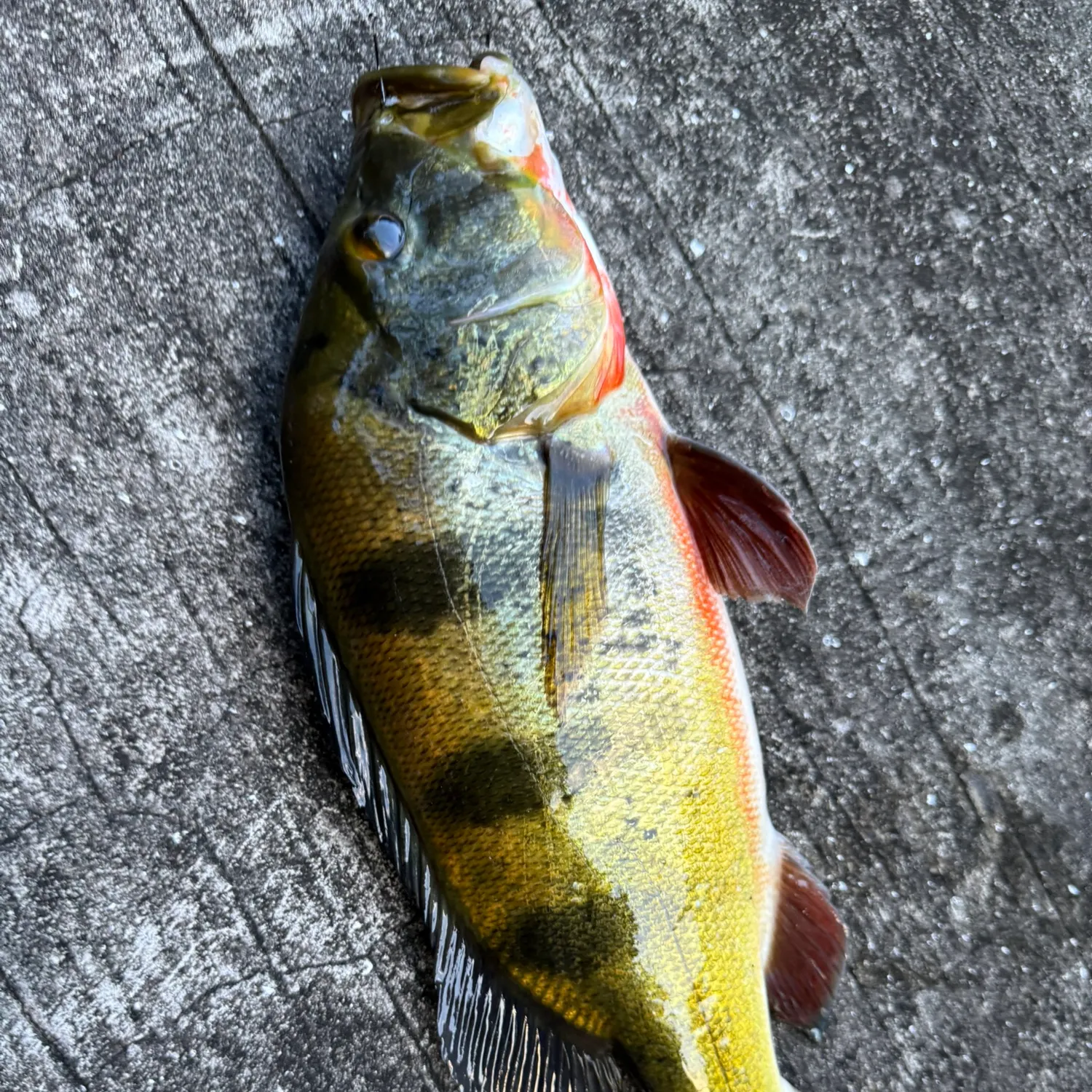 Butterfly peacock bass caught on Fishbrain