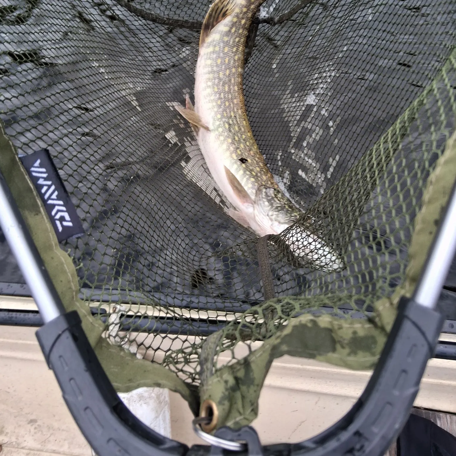 Northern pike caught on Fishbrain