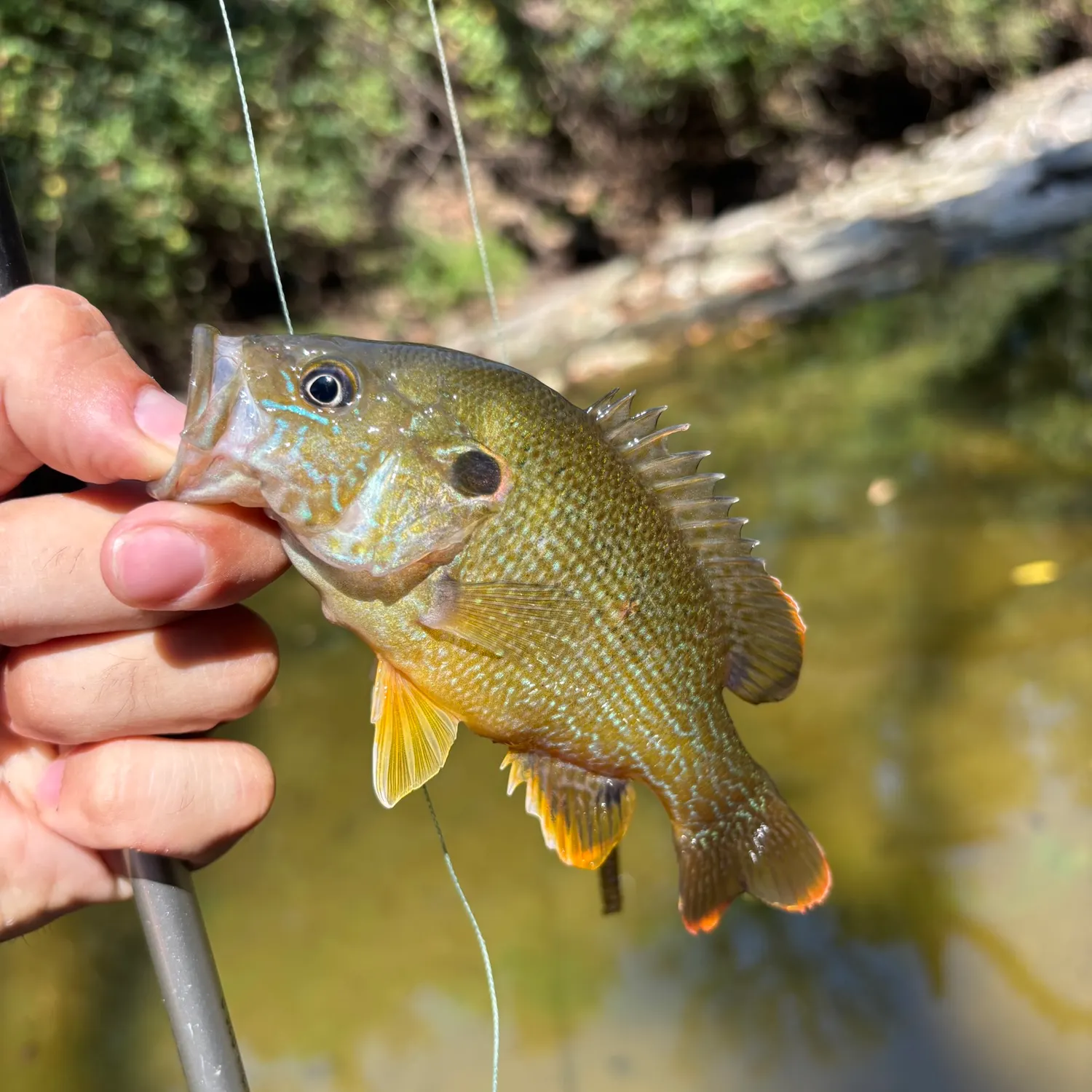 Green sunfish caught on Fishbrain