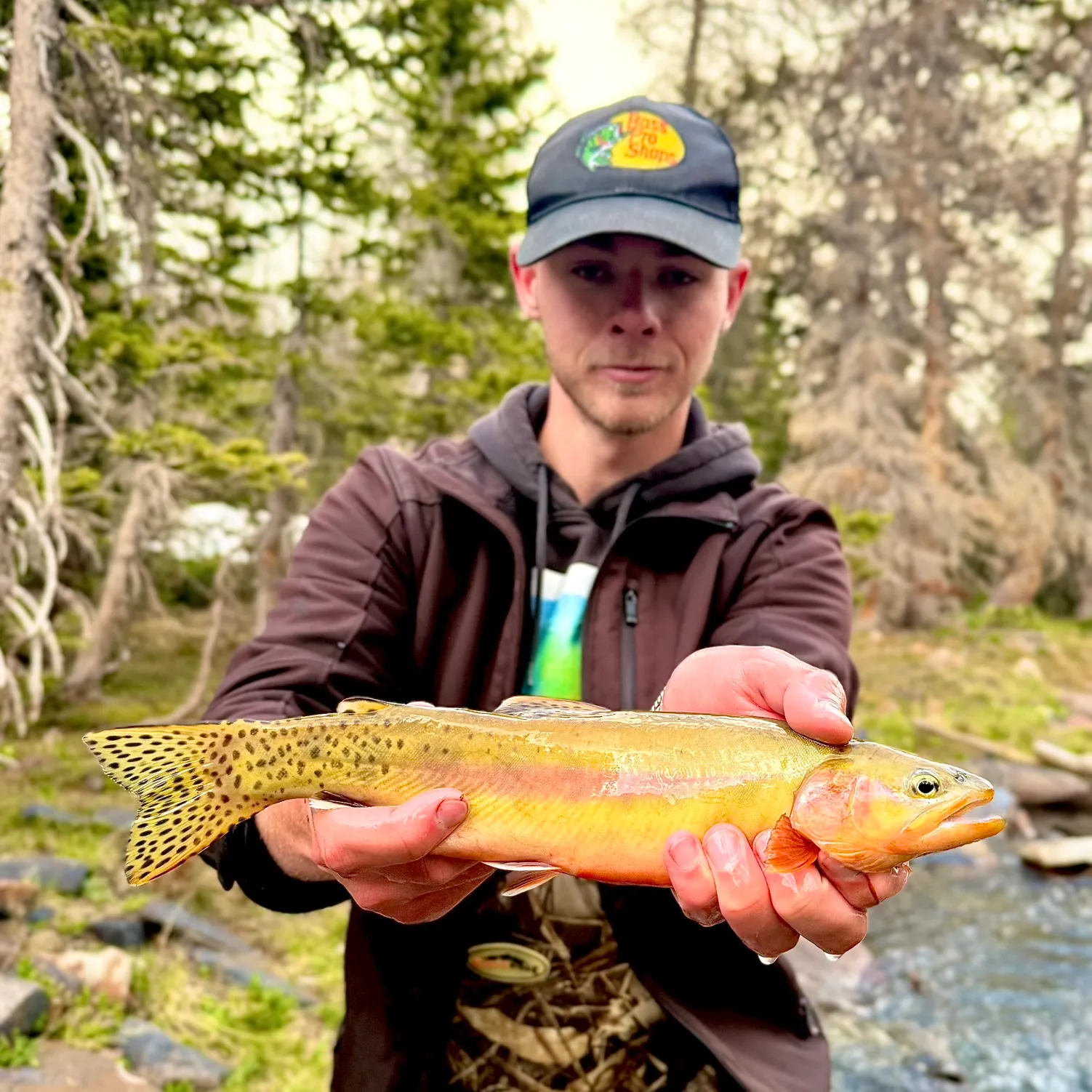 The most recent Golden trout catches on Fishbrain