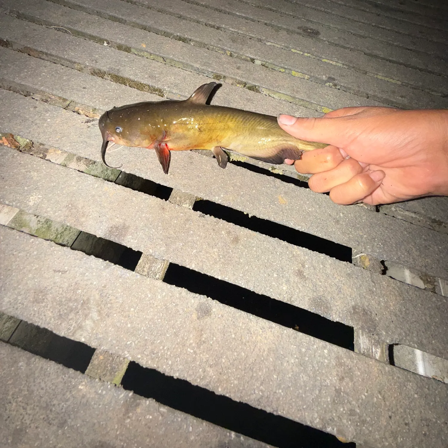Channel catfish caught on Fishbrain