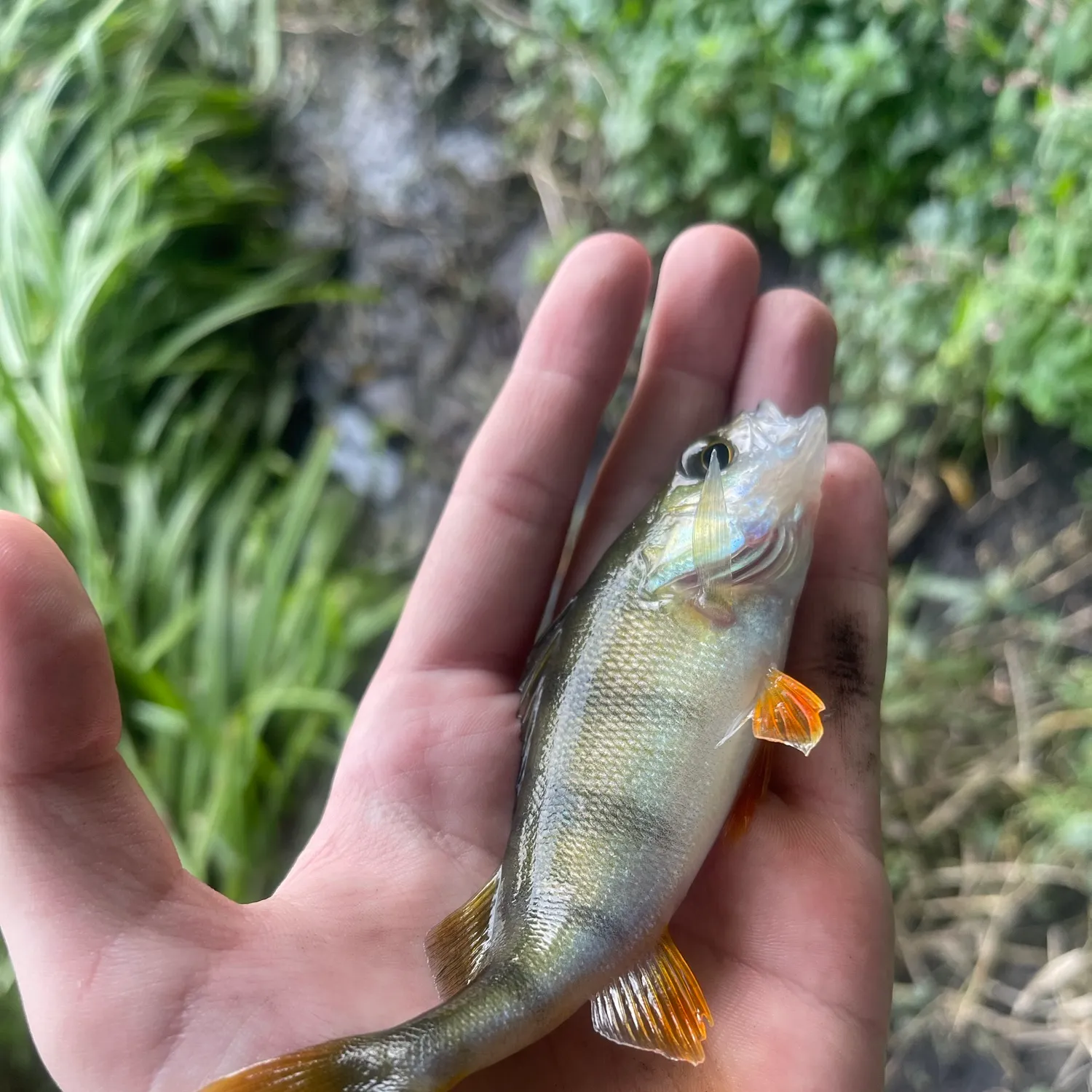 Fish caught on Fishbrain