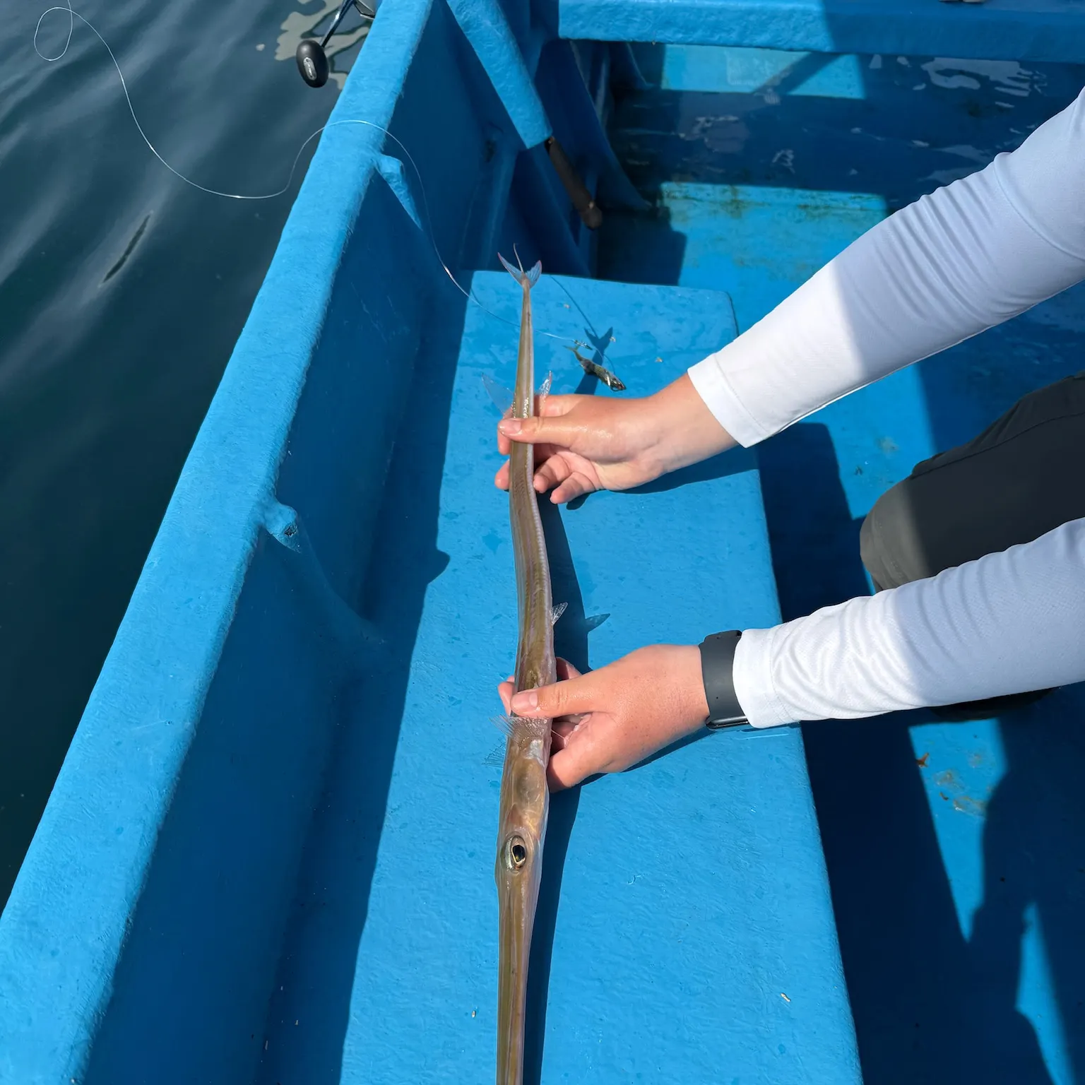 The most recent Red cornetfish catches on Fishbrain