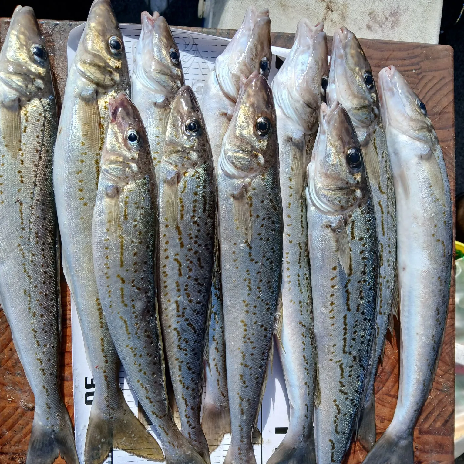 recently logged catches