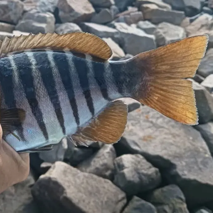 The most recent Zebra fish catches on Fishbrain