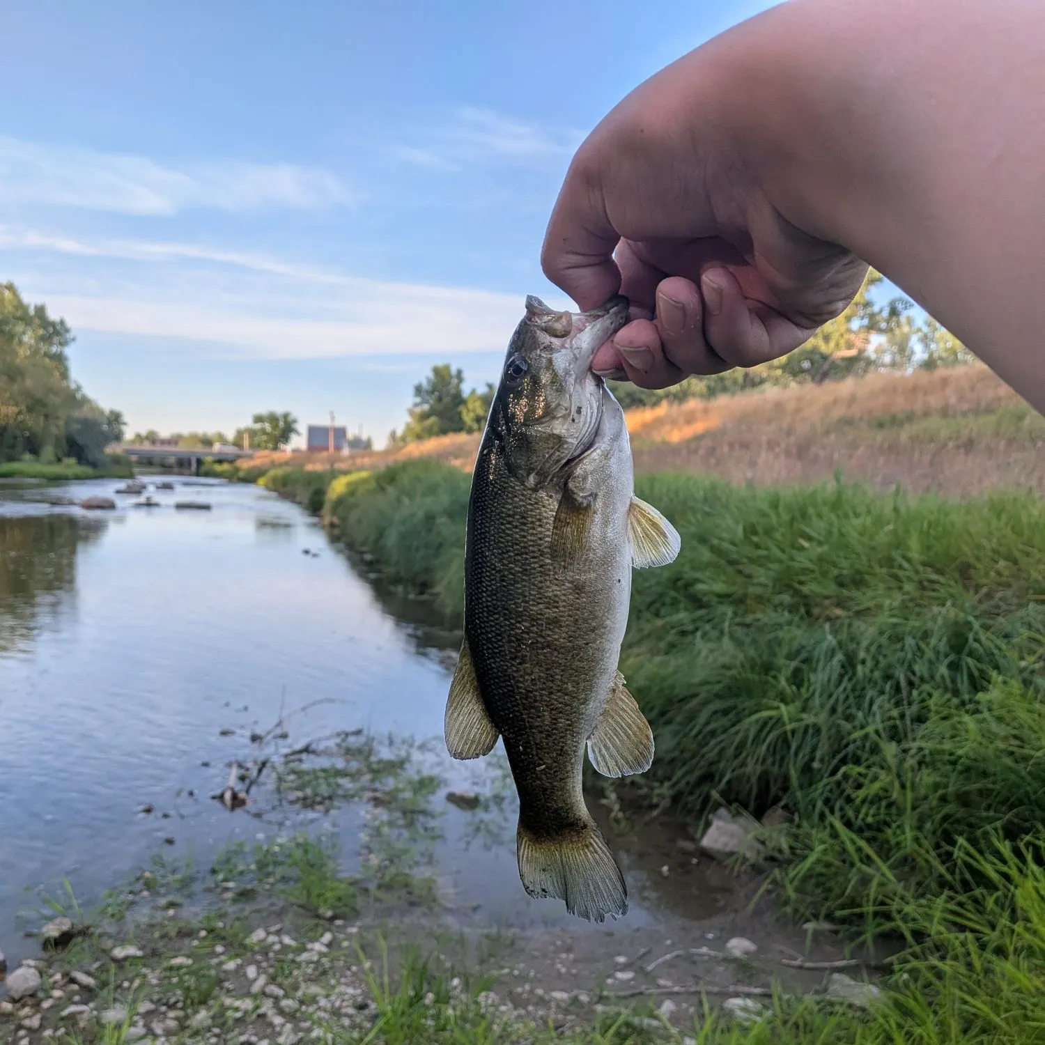 Smallmouth bass caught on Fishbrain