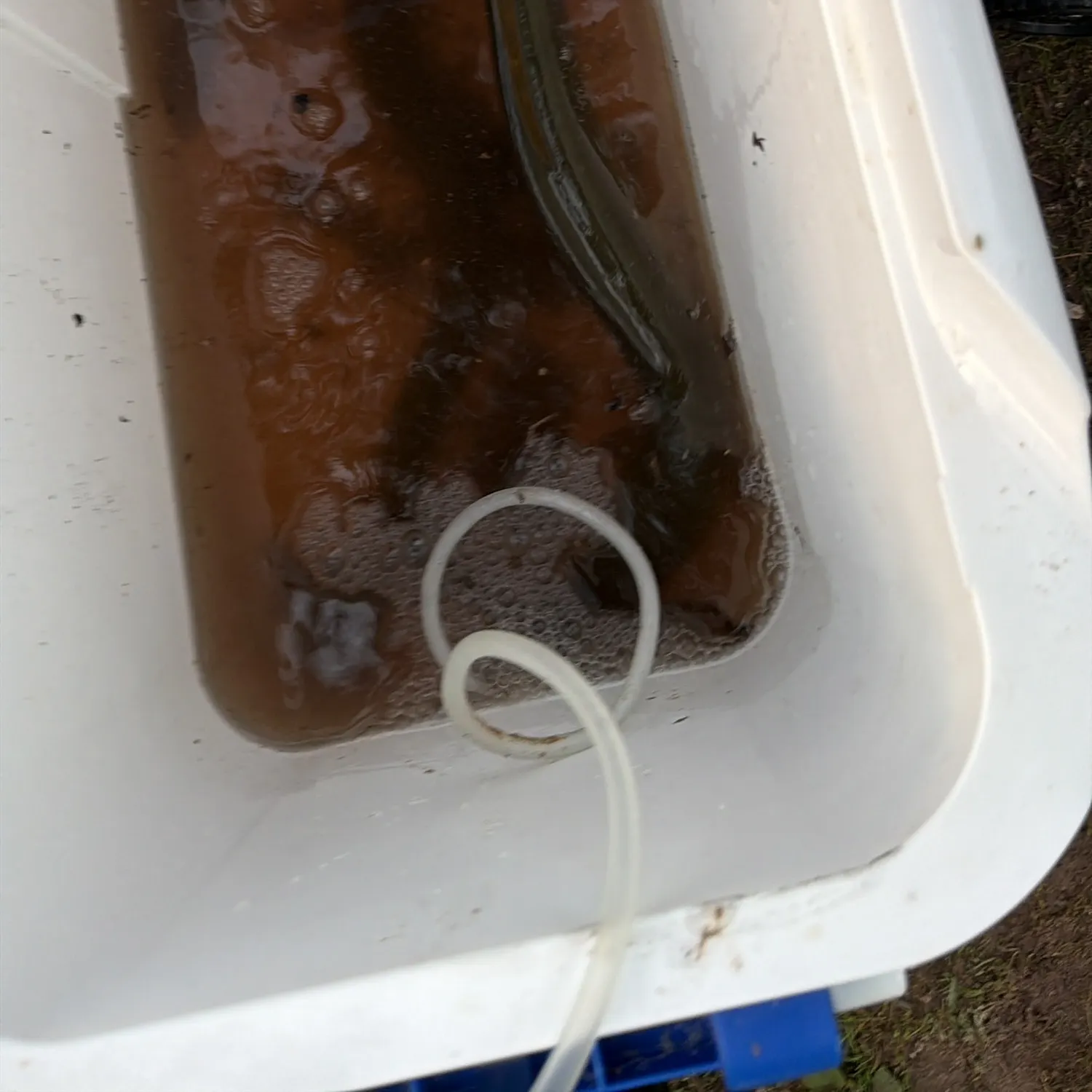 American eel caught on Fishbrain
