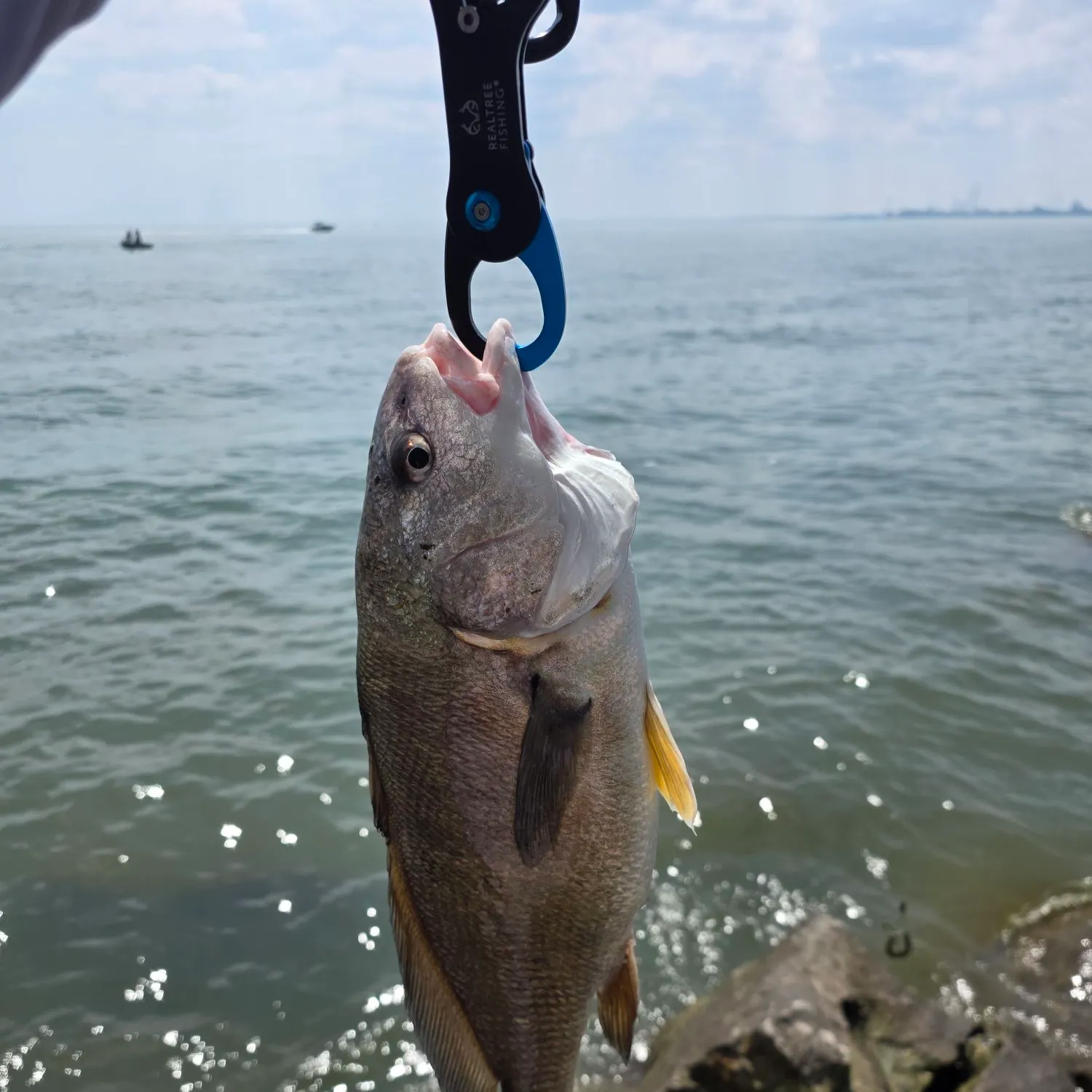 The most recent Freshwater drum catches on Fishbrain