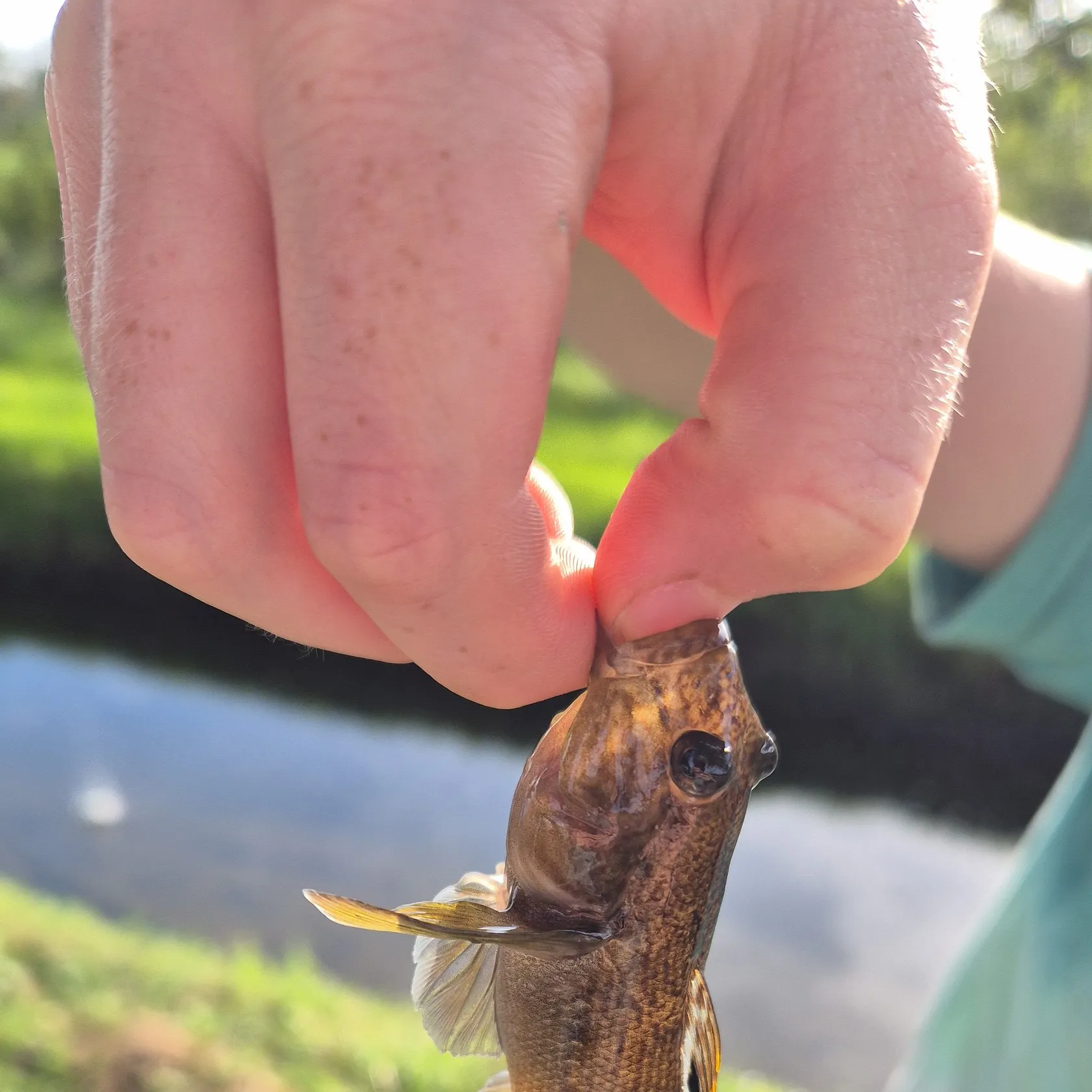 Round goby caught on Fishbrain