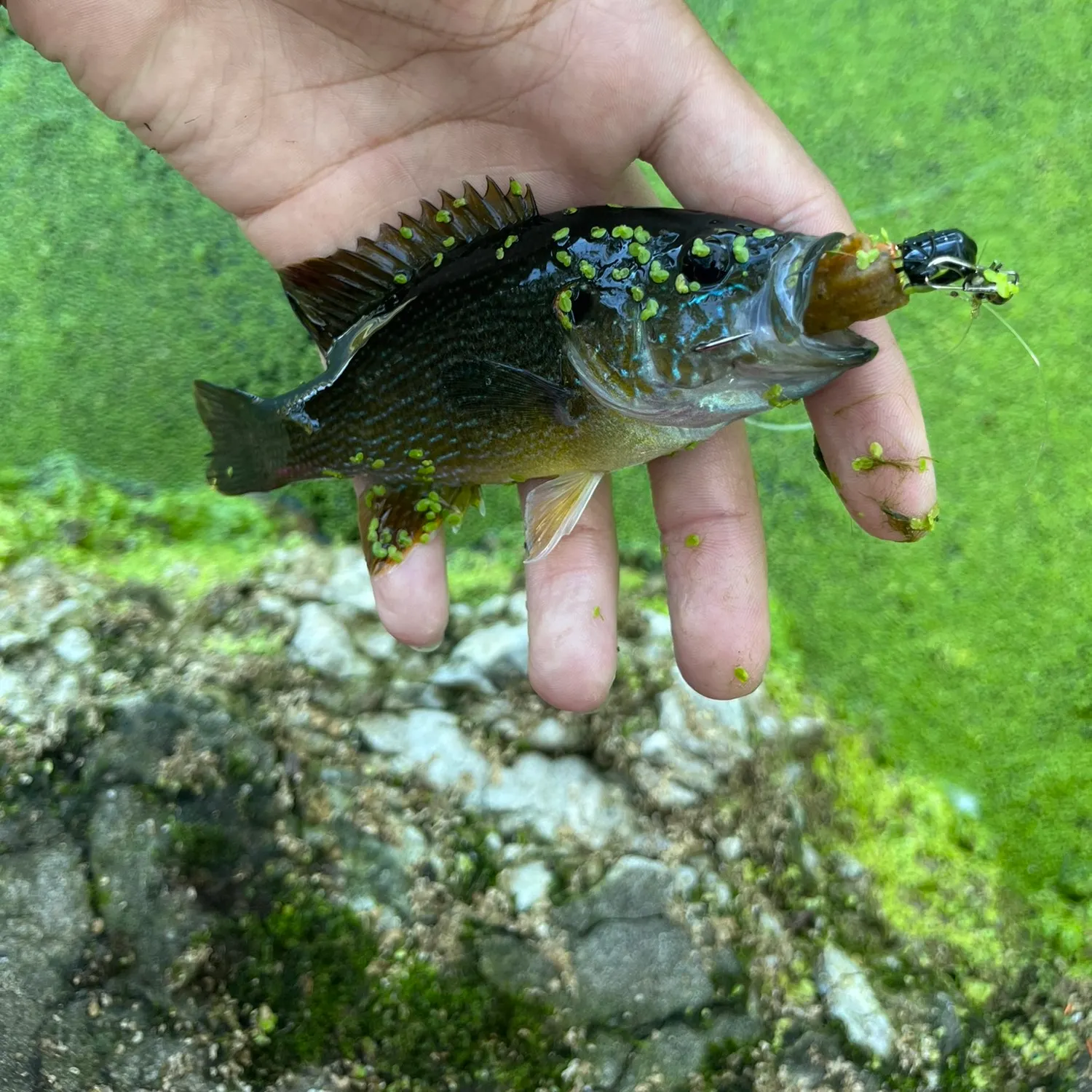 Green sunfish caught on Fishbrain