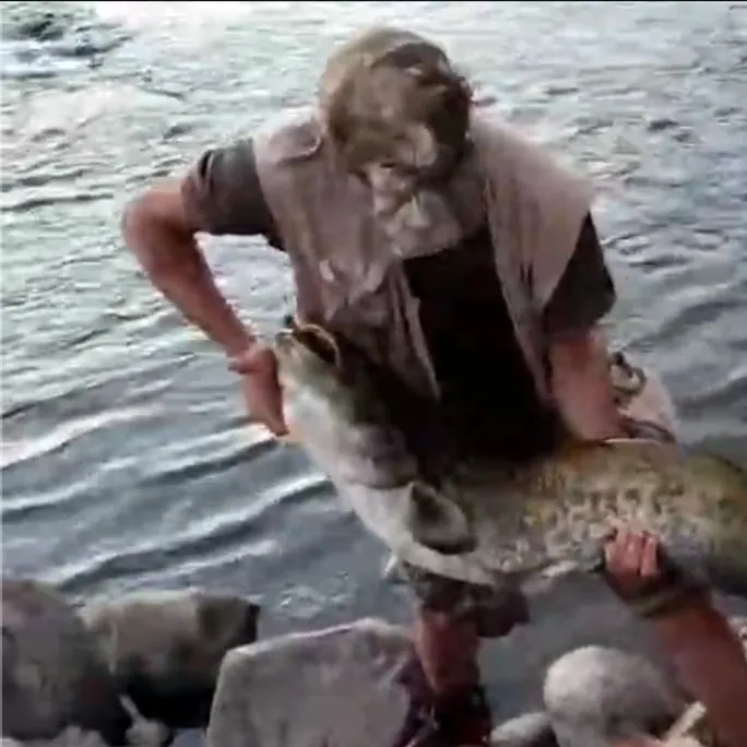 The most recent Amur catfish catches on Fishbrain