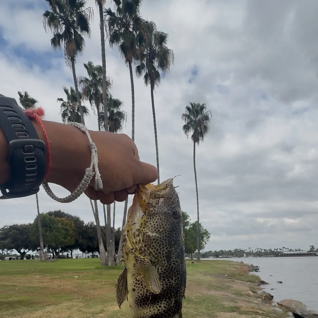 Spotted sand bass caught on Fishbrain